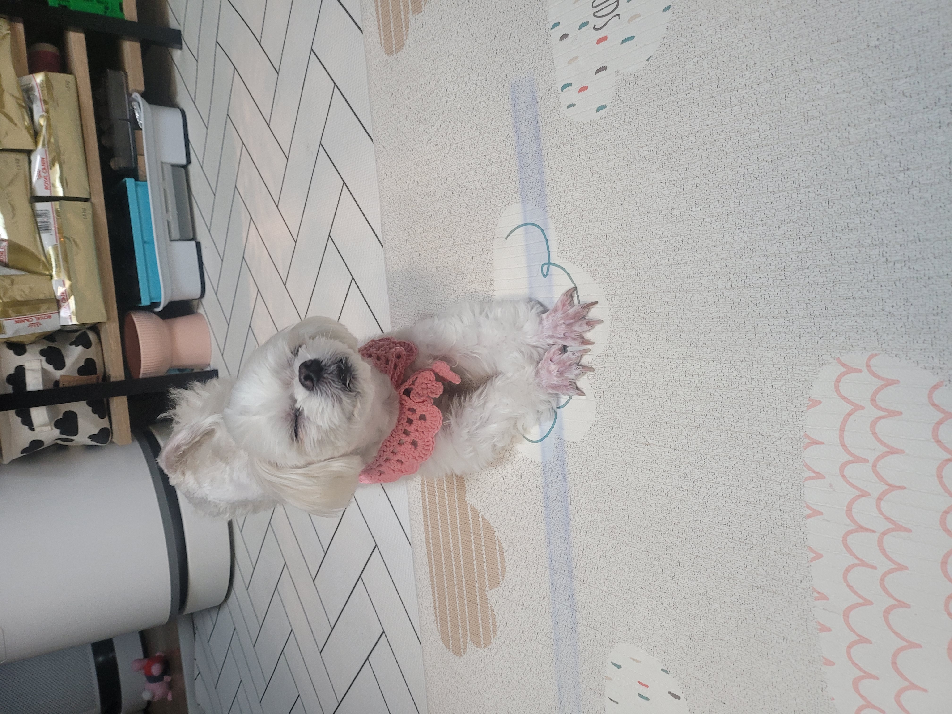 길동이(곤지암) 입양 9개월 이야기