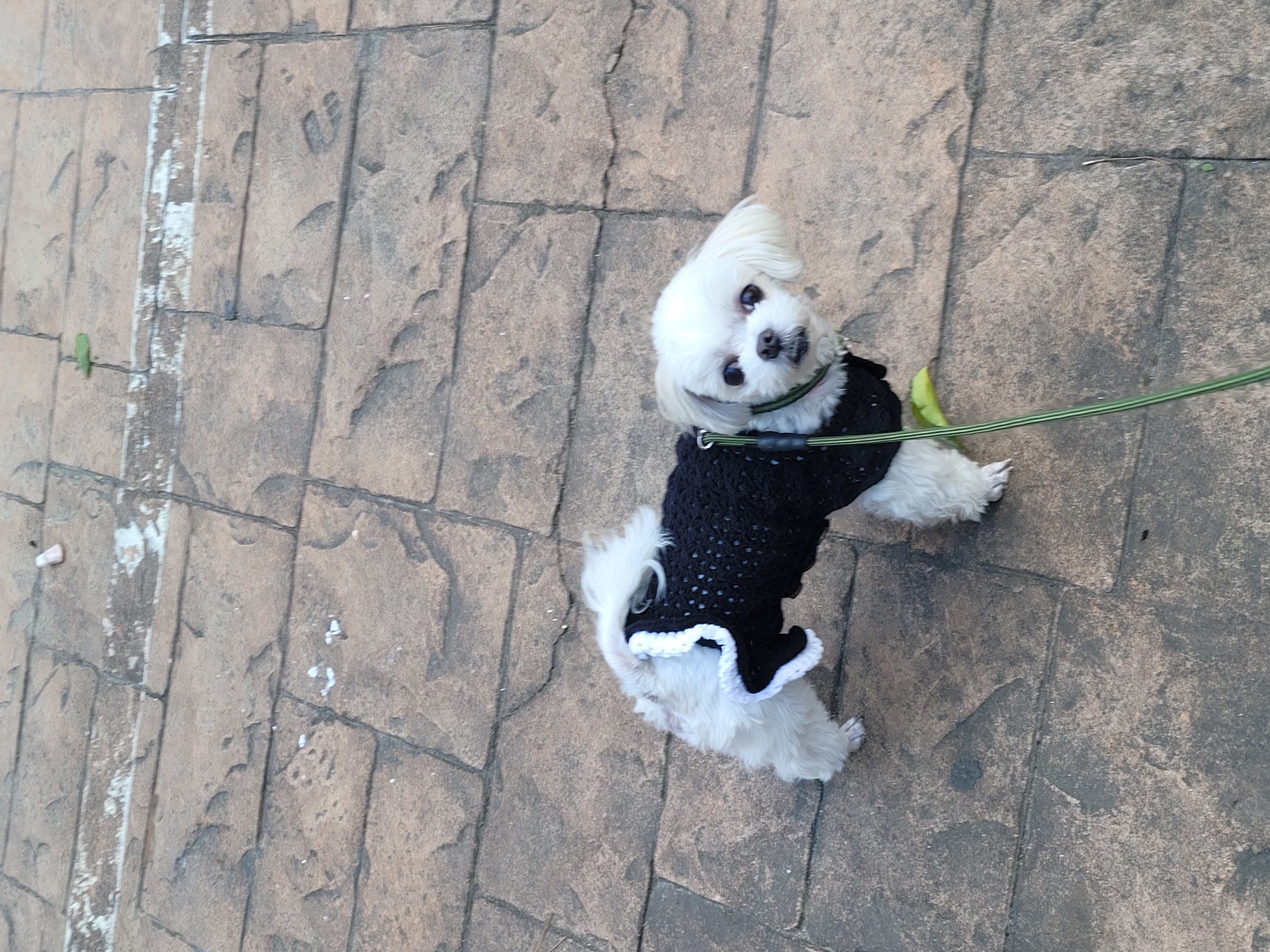 길동이(곤지암) 입양 9개월 이야기