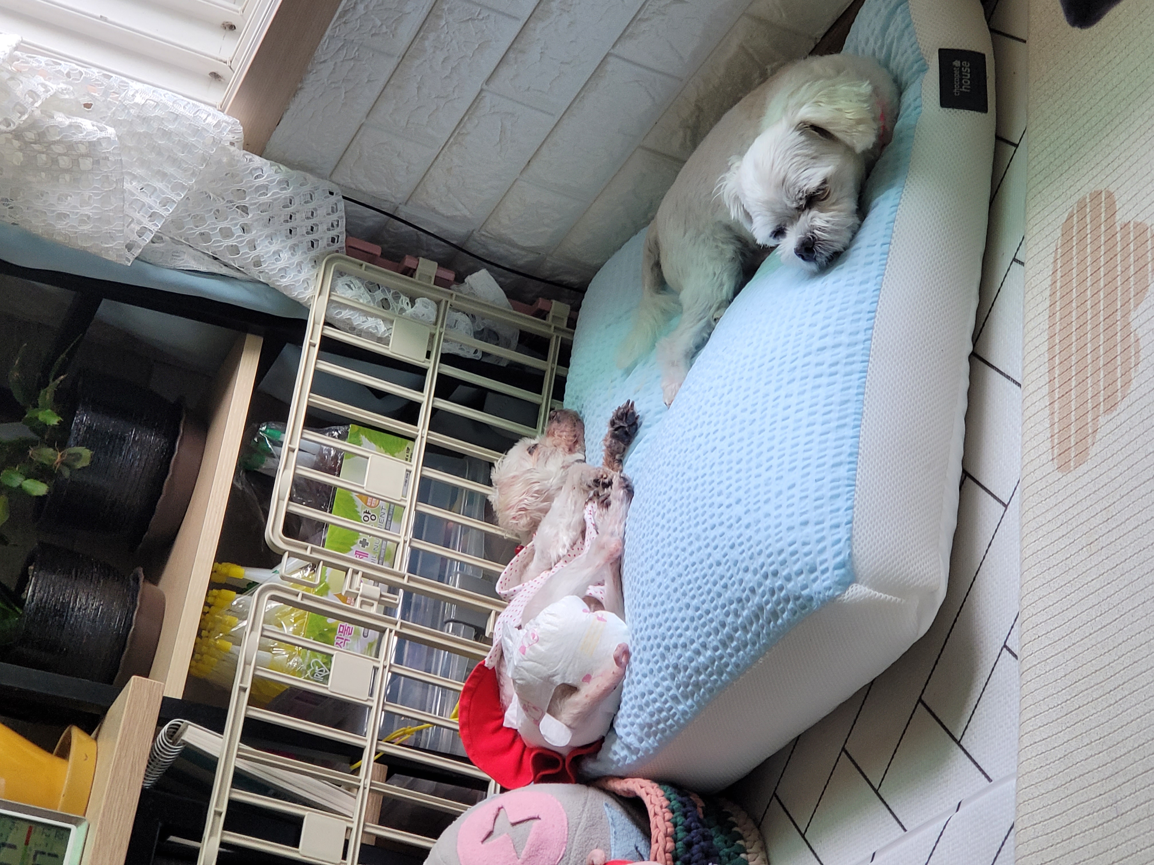 길동이(곤지암) 입양 9개월 이야기