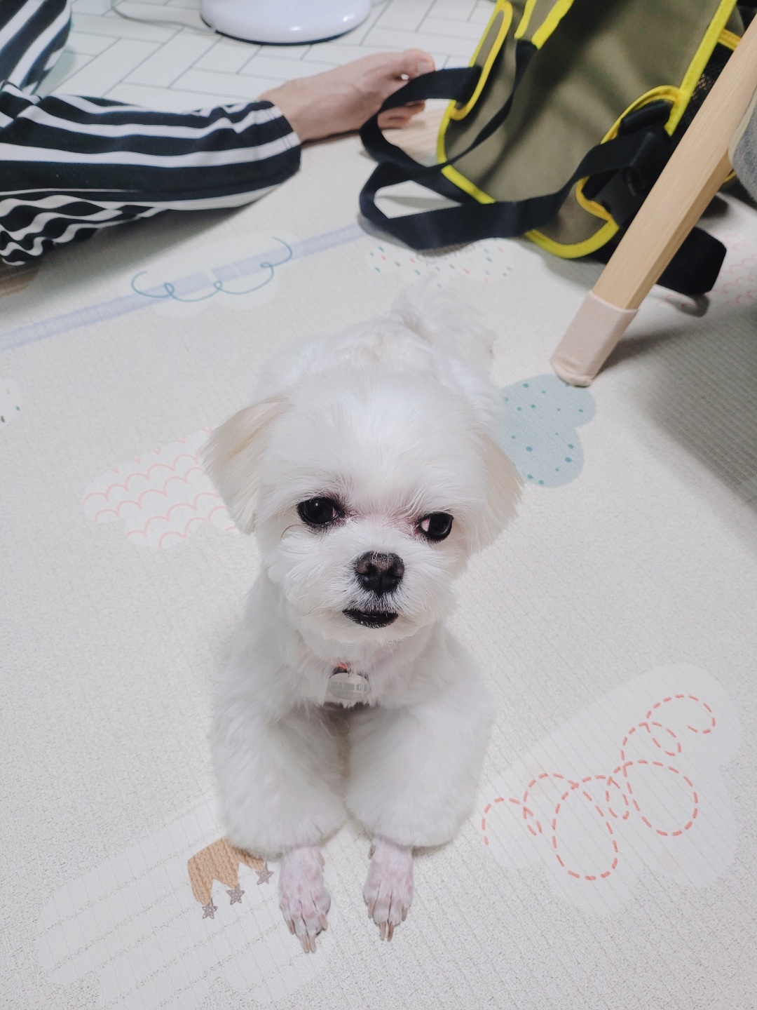 길동이(곤지암) 입양 9개월 이야기