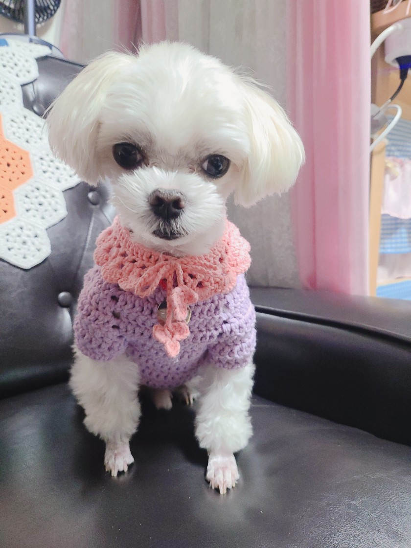 길동이(곤지암) 입양 9개월 이야기