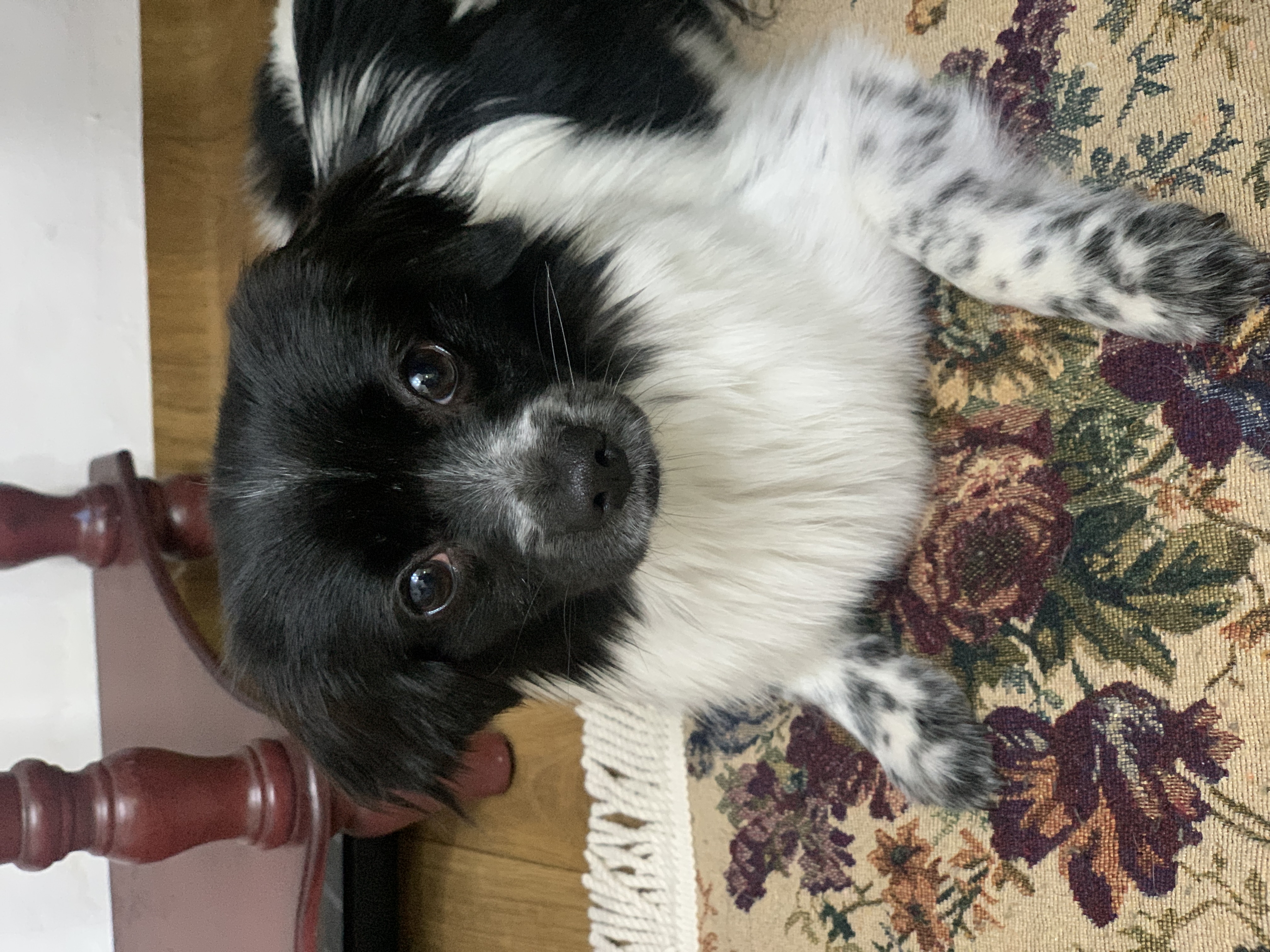 오이(오야) 입양 1주일차