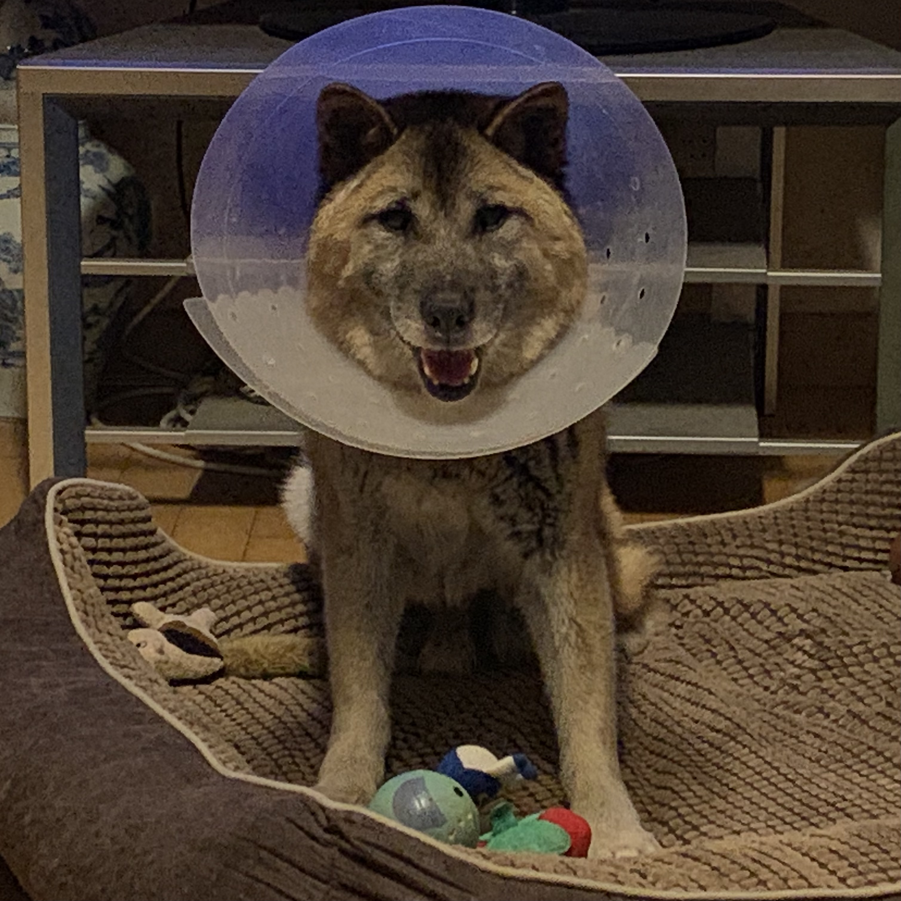 한강이의 특이한 넥카라 사용법