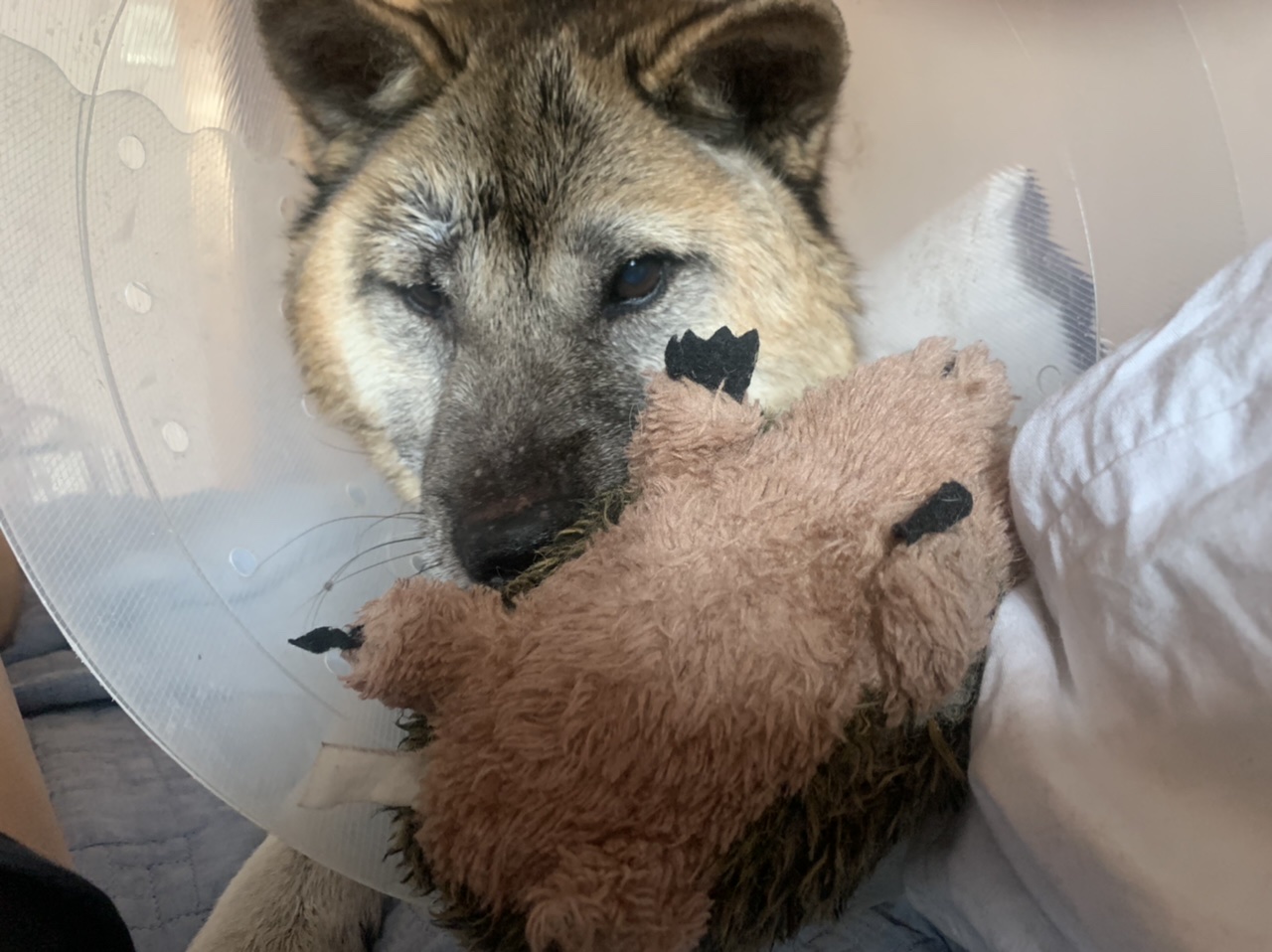 한강이의 특이한 넥카라 사용법