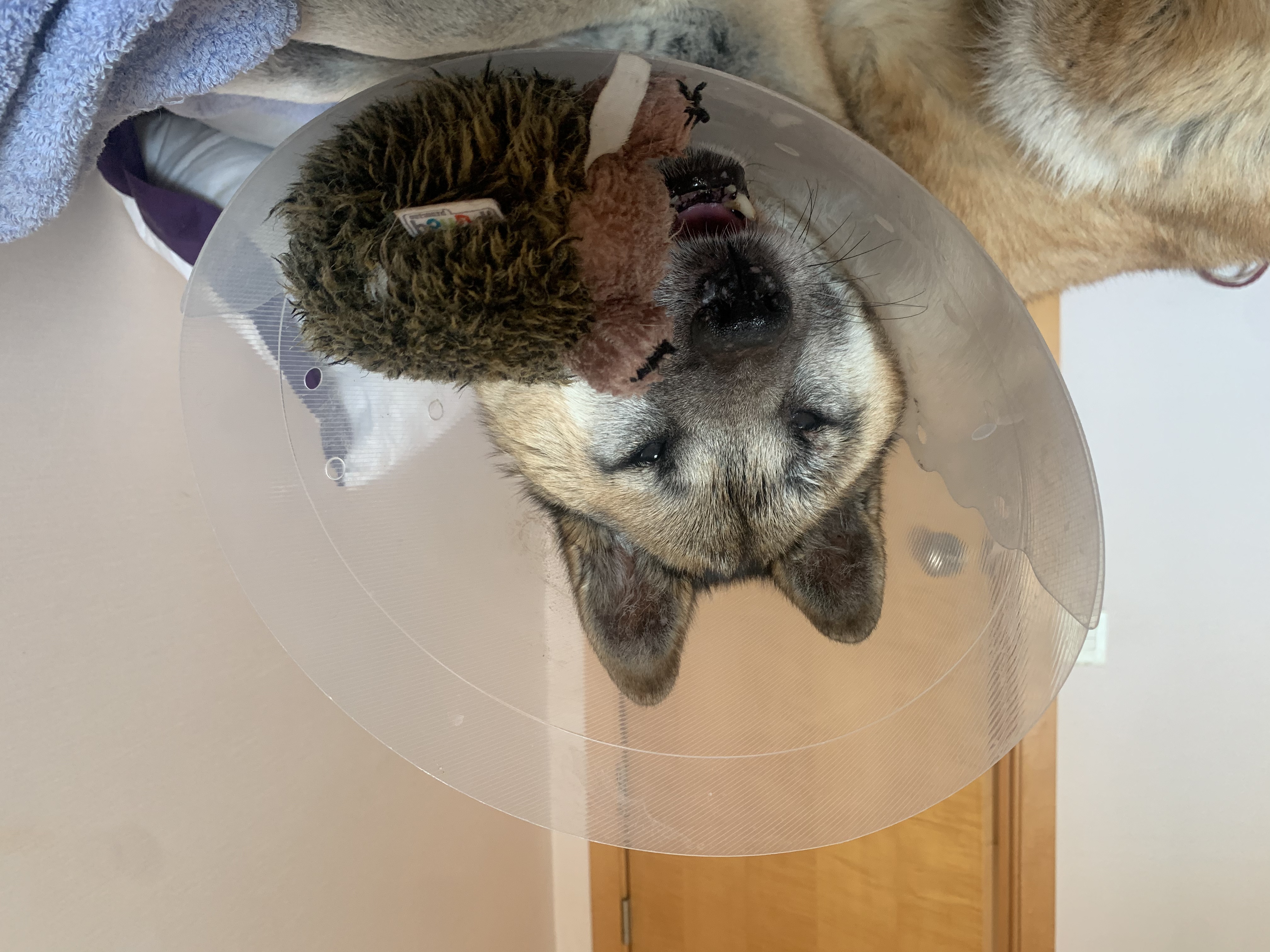 한강이의 특이한 넥카라 사용법