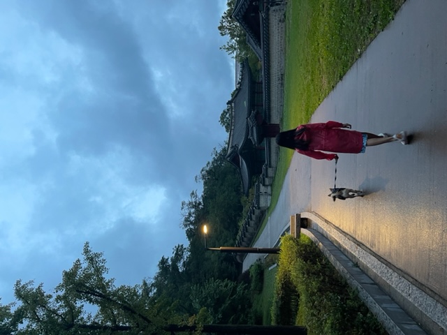 마초 입양 1년 후기 (마무자견)