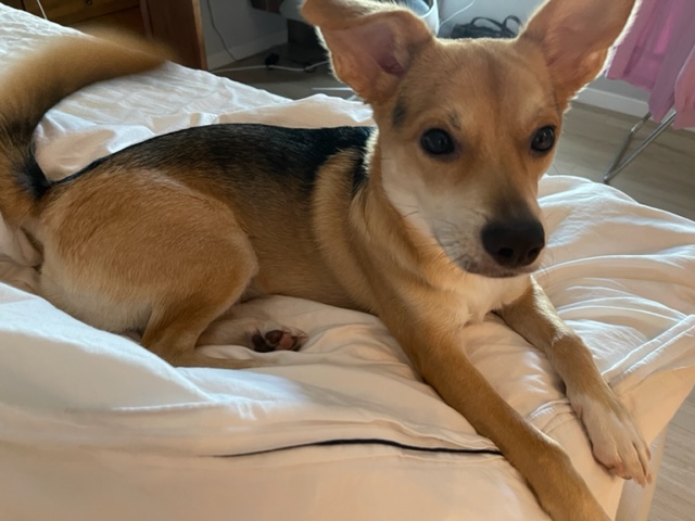 마초 입양 1년 후기 (마무자견)