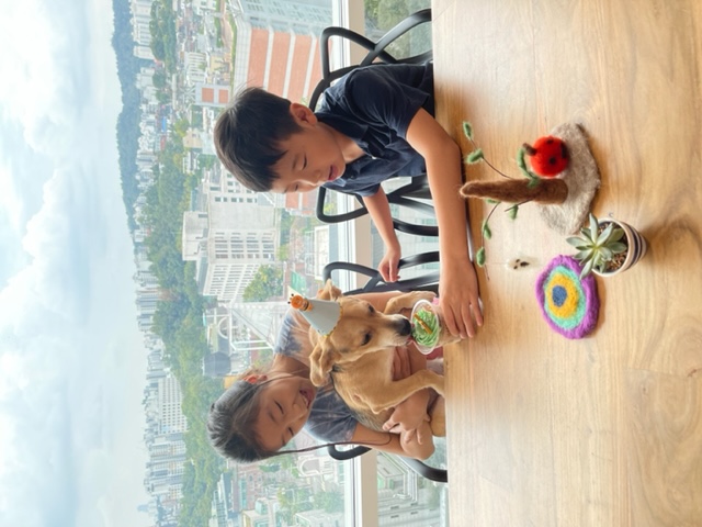 마초 입양 1년 후기 (마무자견)