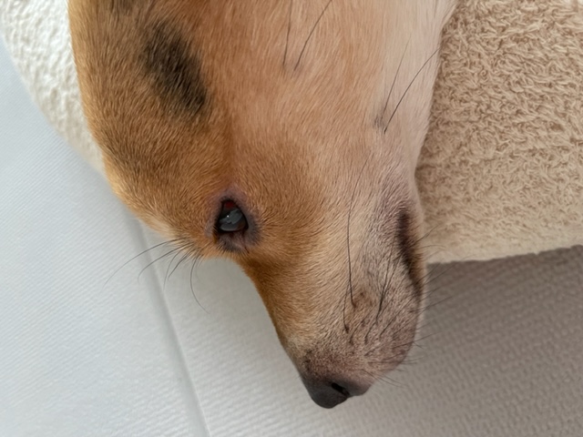 마초 입양 1년 후기 (마무자견)