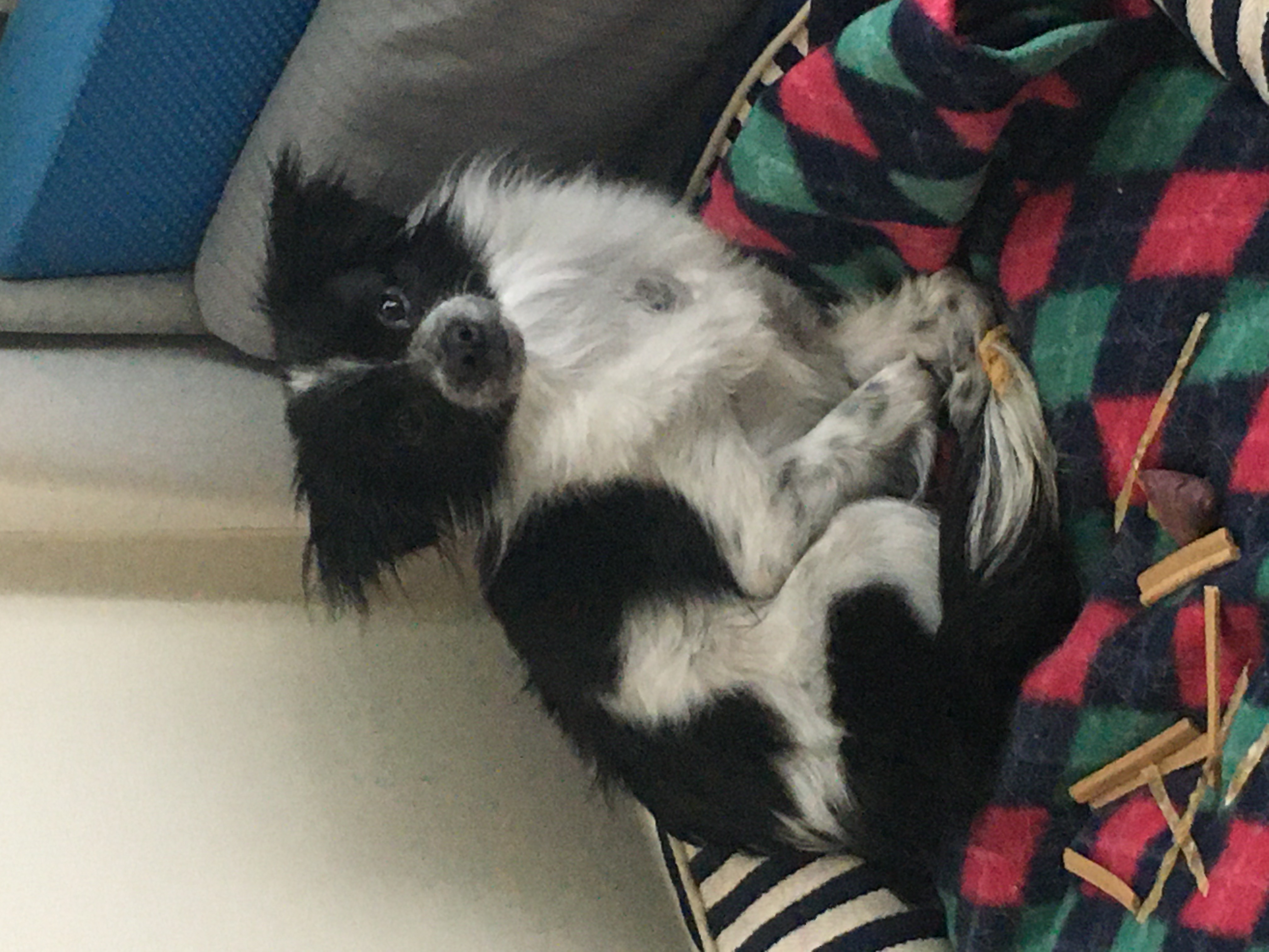 엘라 입양 일주일째