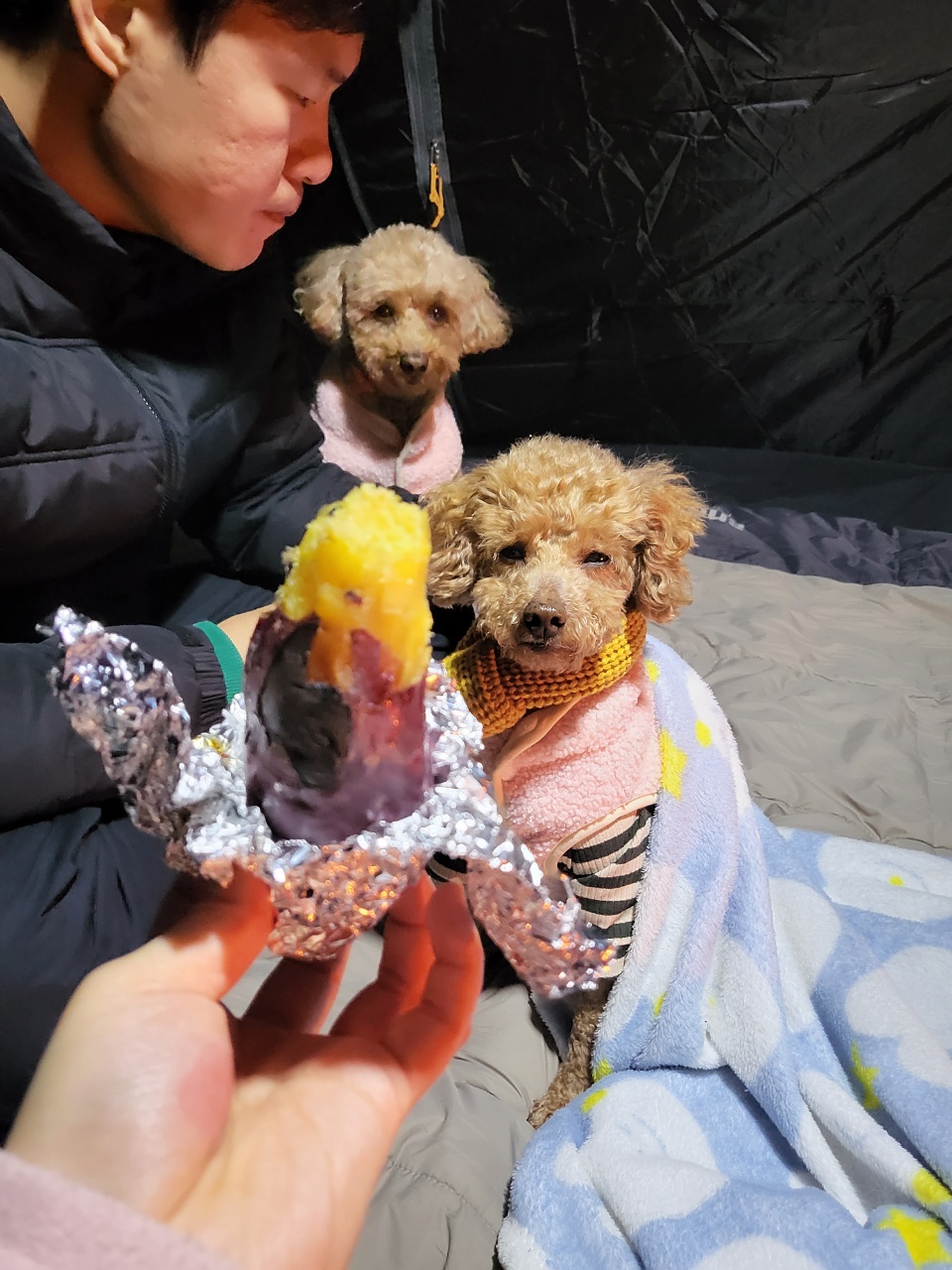 도순이(푸딩이) 입양 1달넘은 후기~