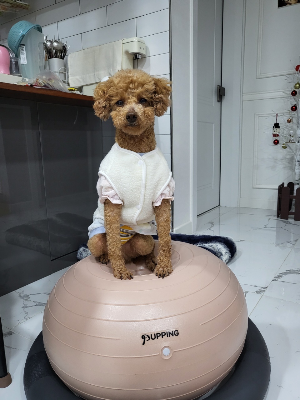 도순이(푸딩이) 입양 1달넘은 후기~