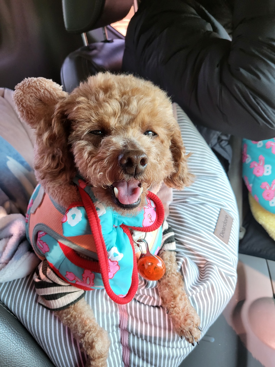 도순이(푸딩이) 입양 1달넘은 후기~