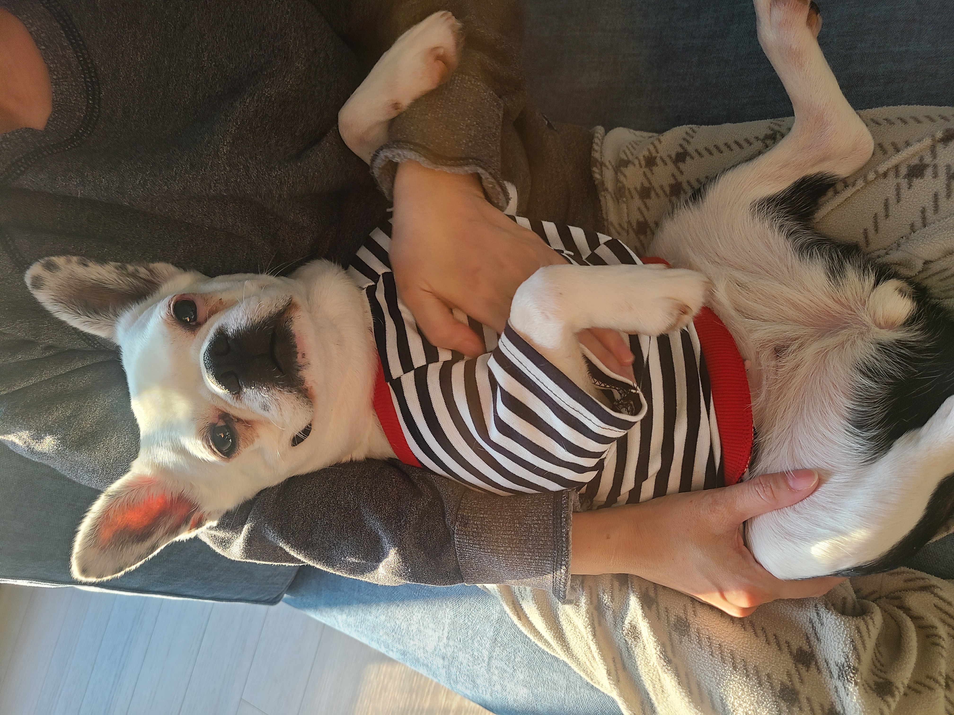 애둥이 입양 1일 차,마음을 녹이네요.