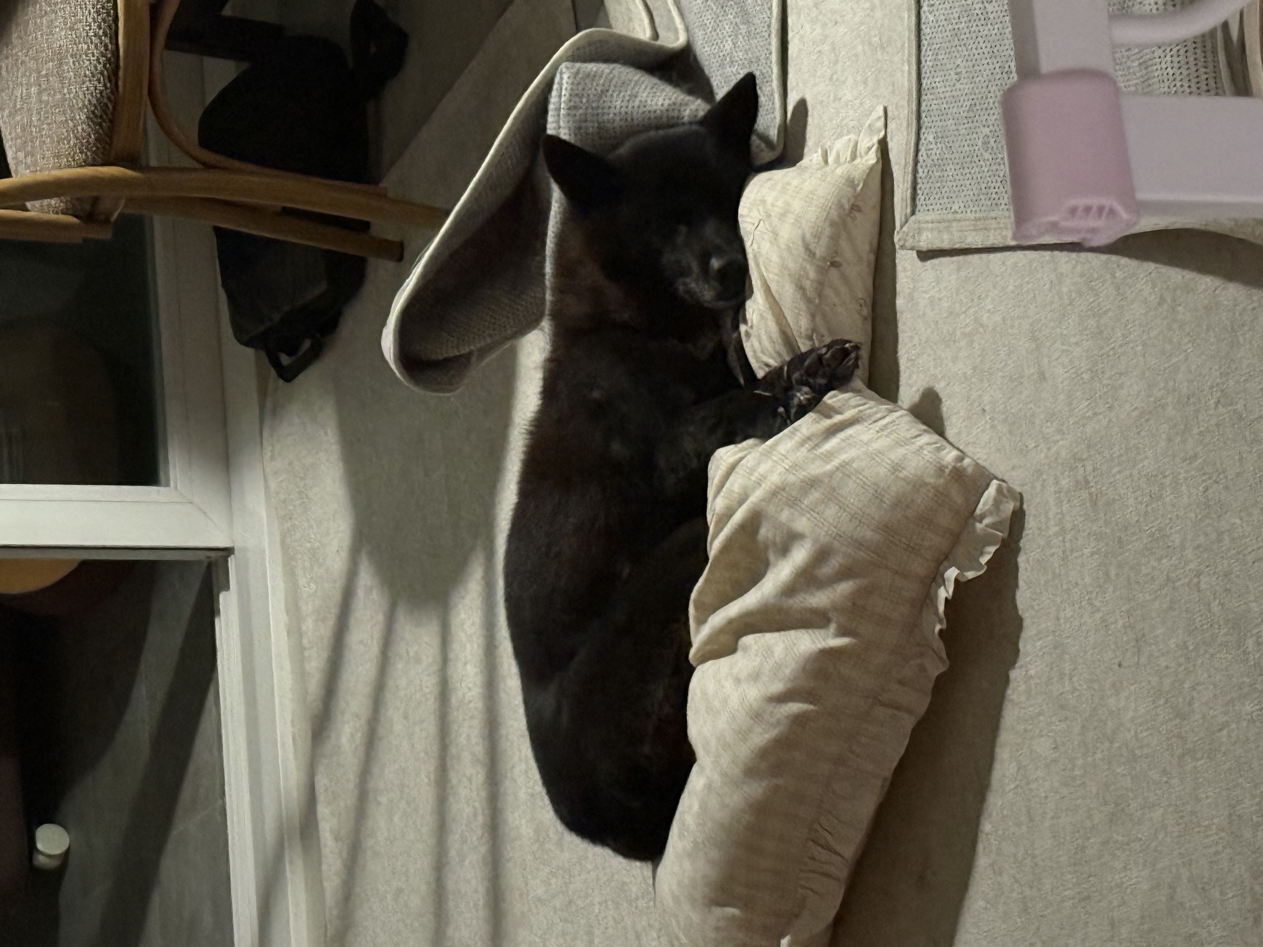 반달이와 친해지기