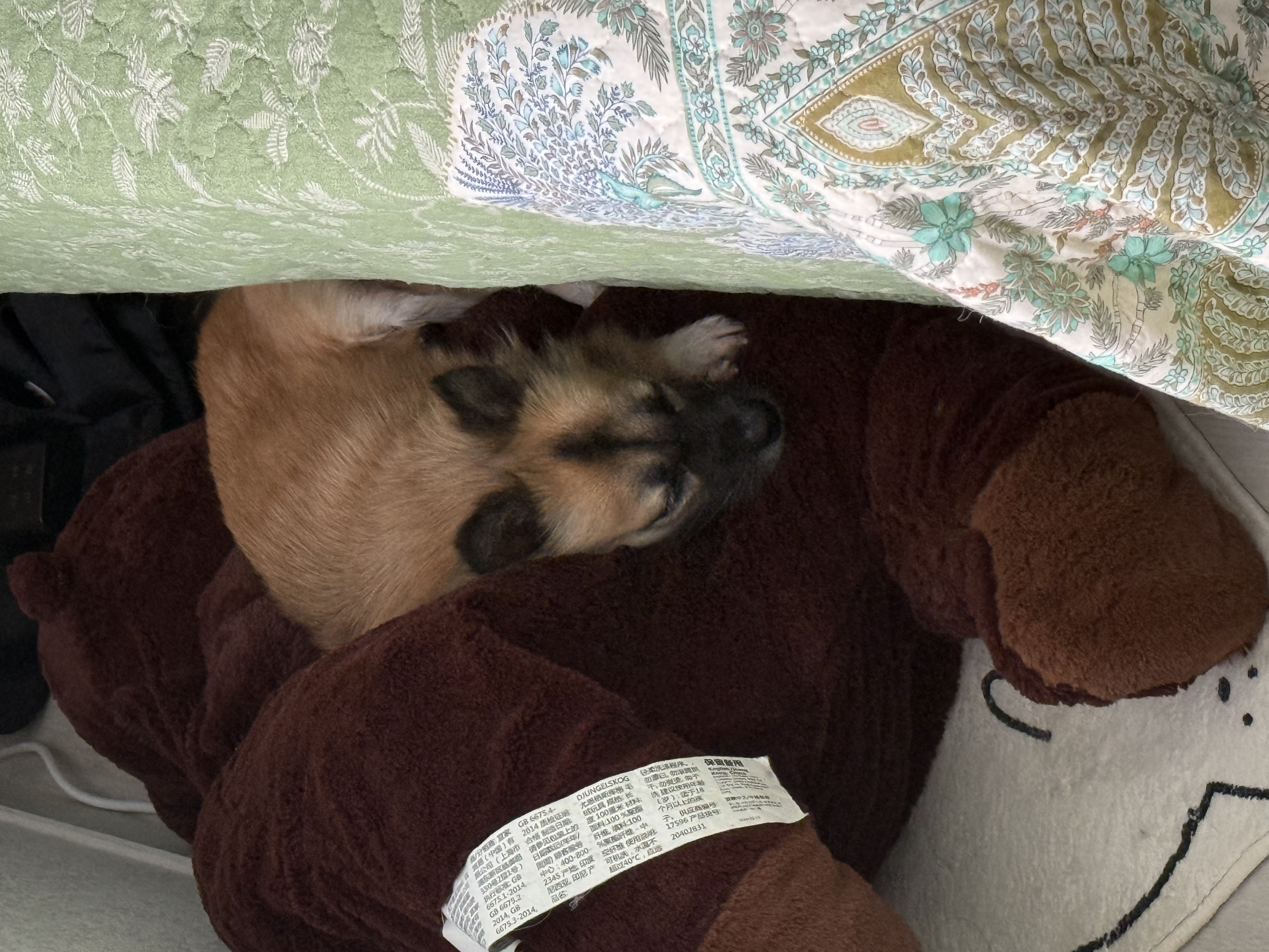 케일이의 집 적응생활