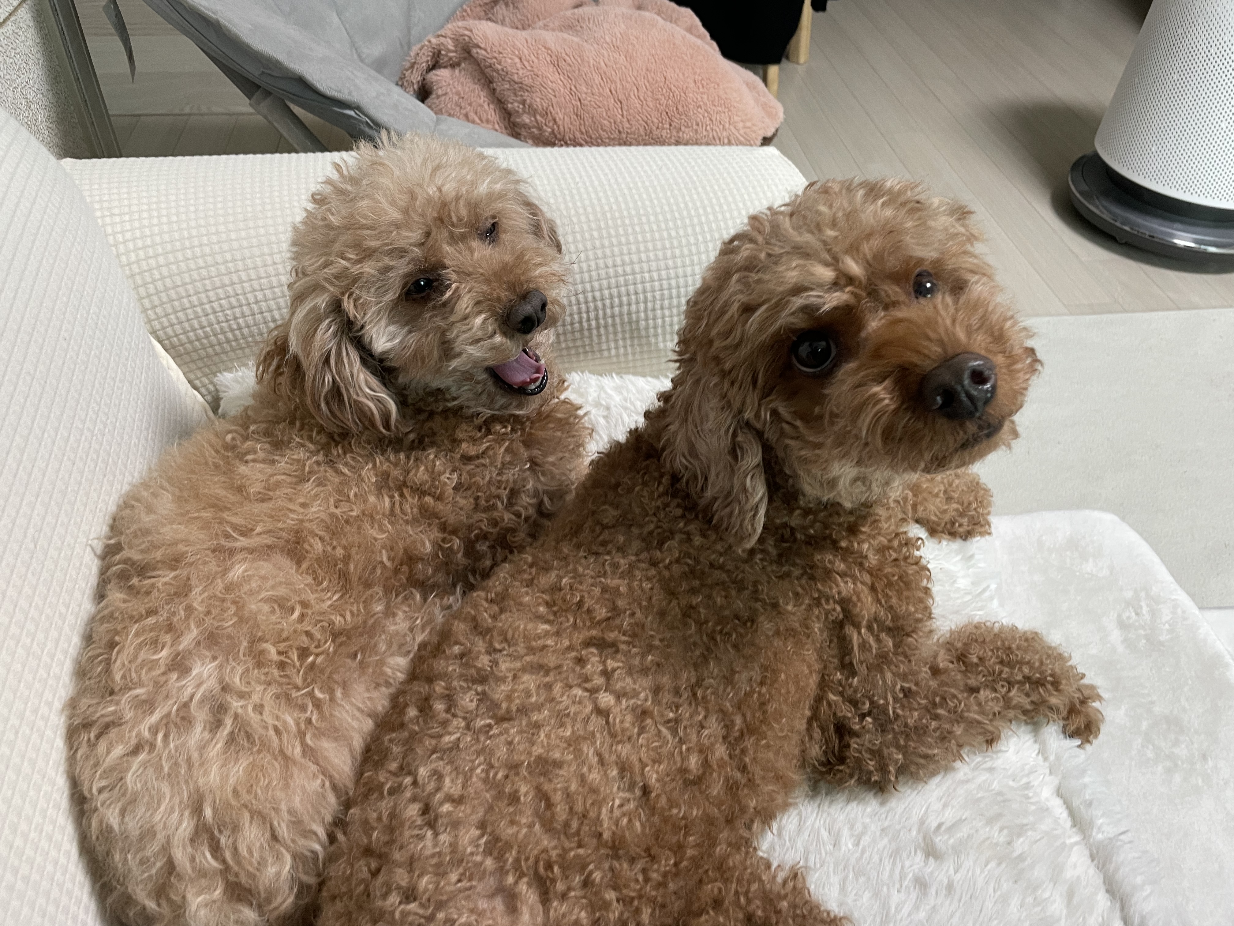 치치(곤지암83) 1년 되었어요 