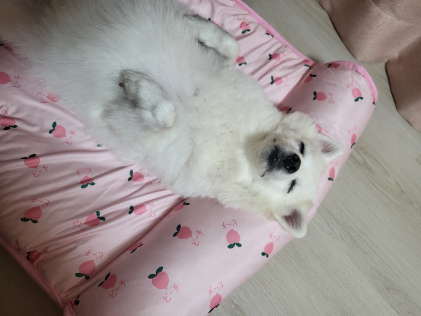 엄마 껌딱지! 휘핑