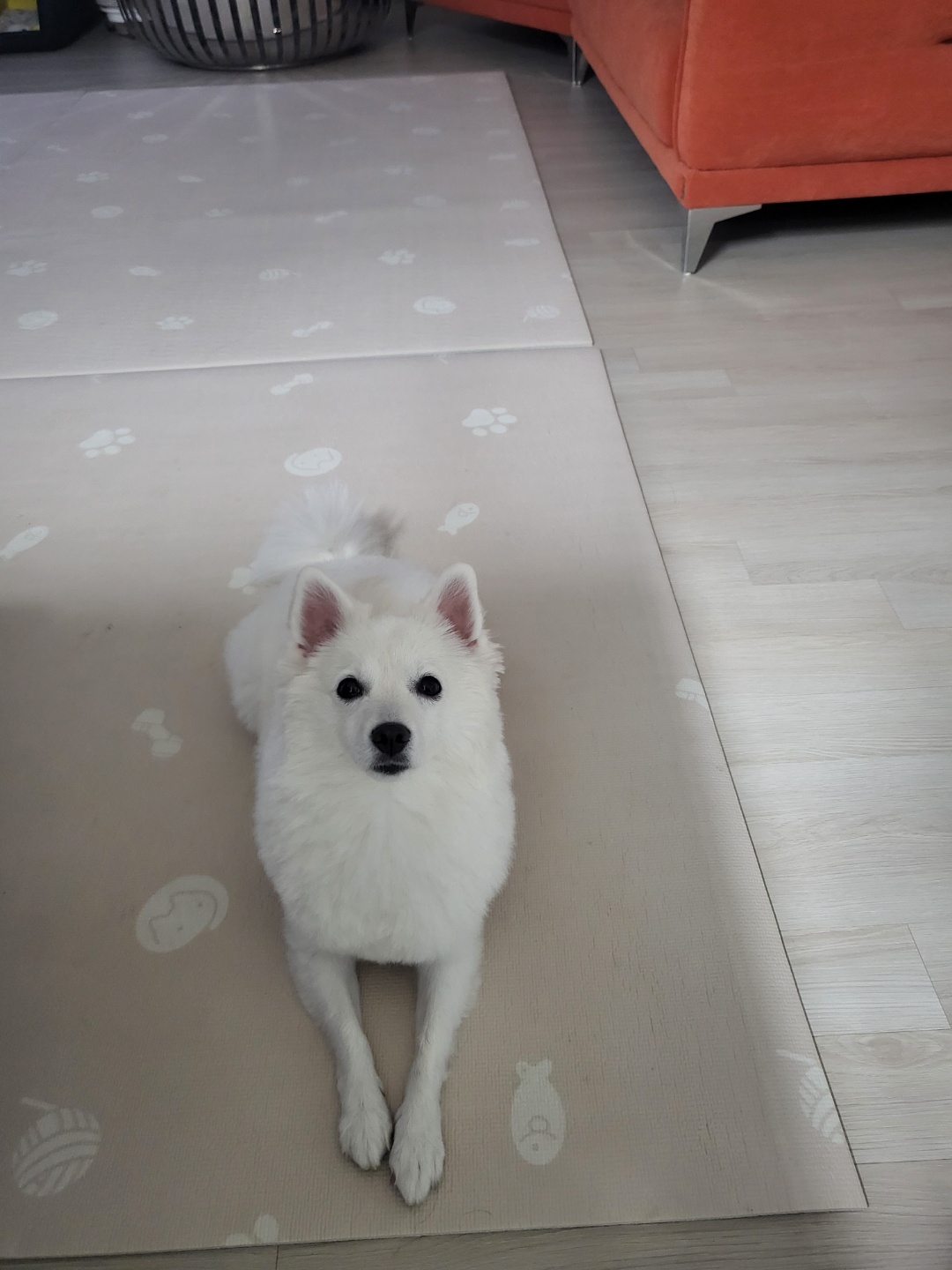 엄마 껌딱지! 휘핑