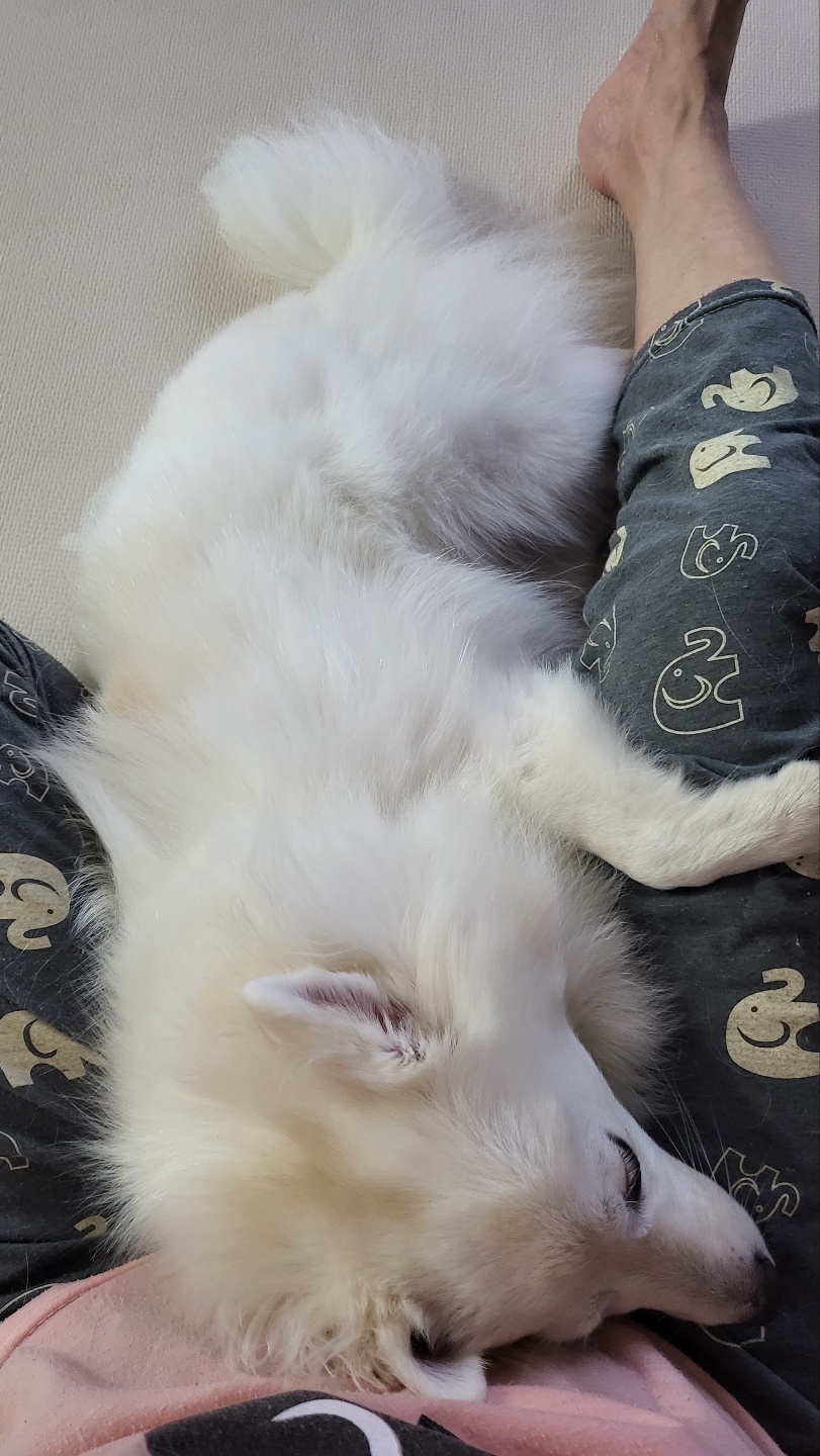 엄마 껌딱지! 휘핑