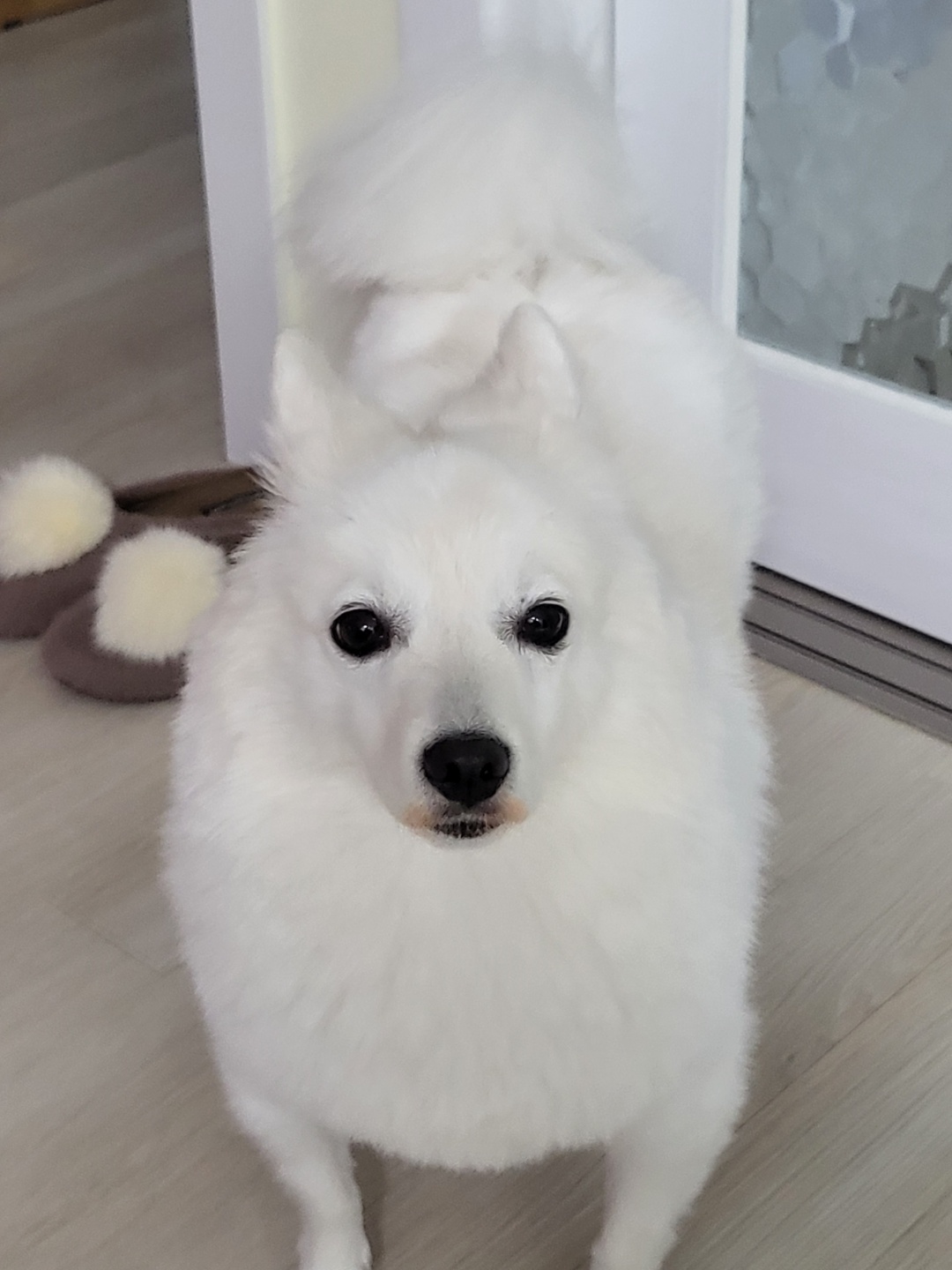 립스틱 바른 휘핑~ 