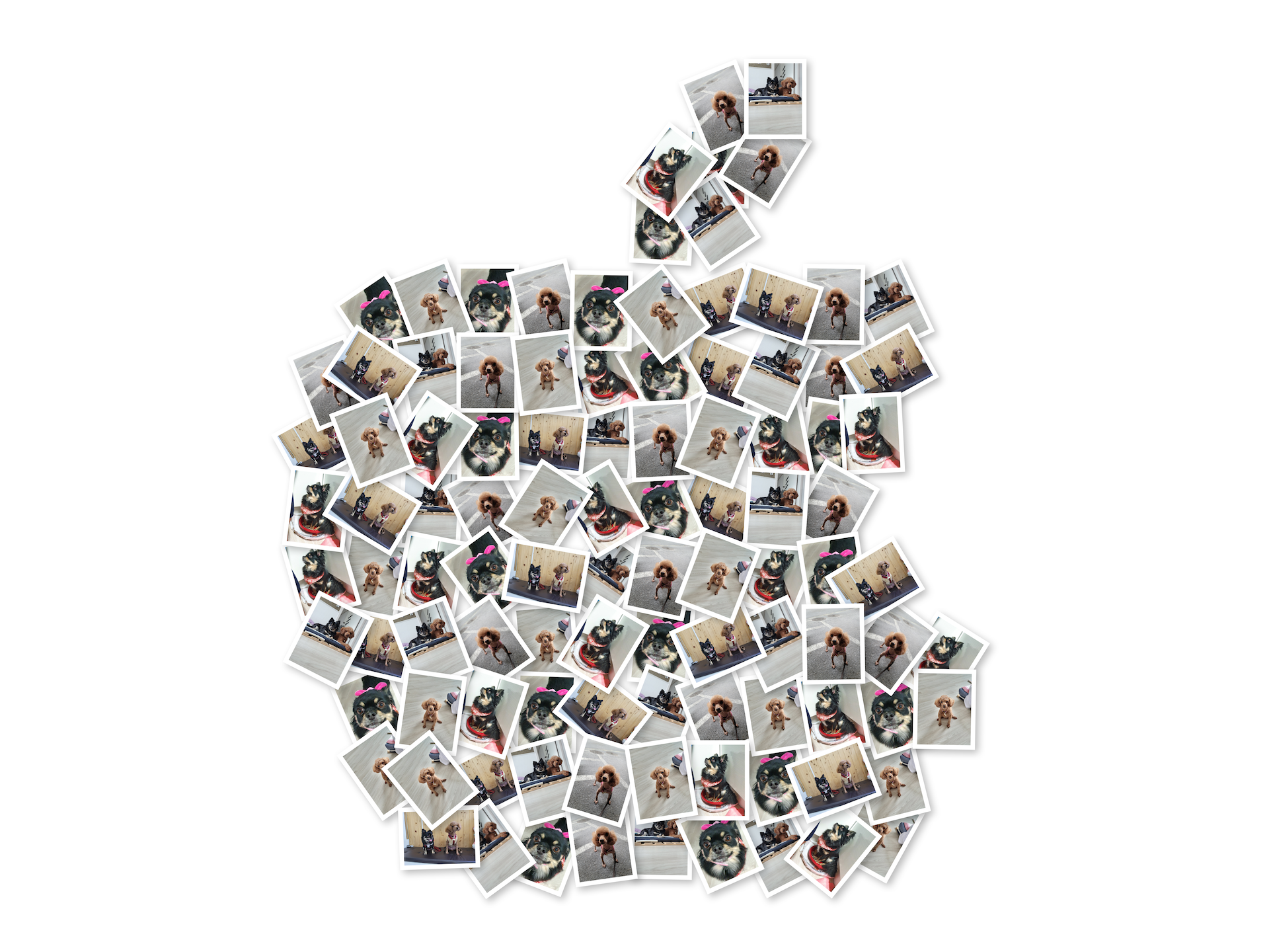 해랑(하루)이 입양 1년차, 몽글(랩몬)이 입양 3년차 이야기...