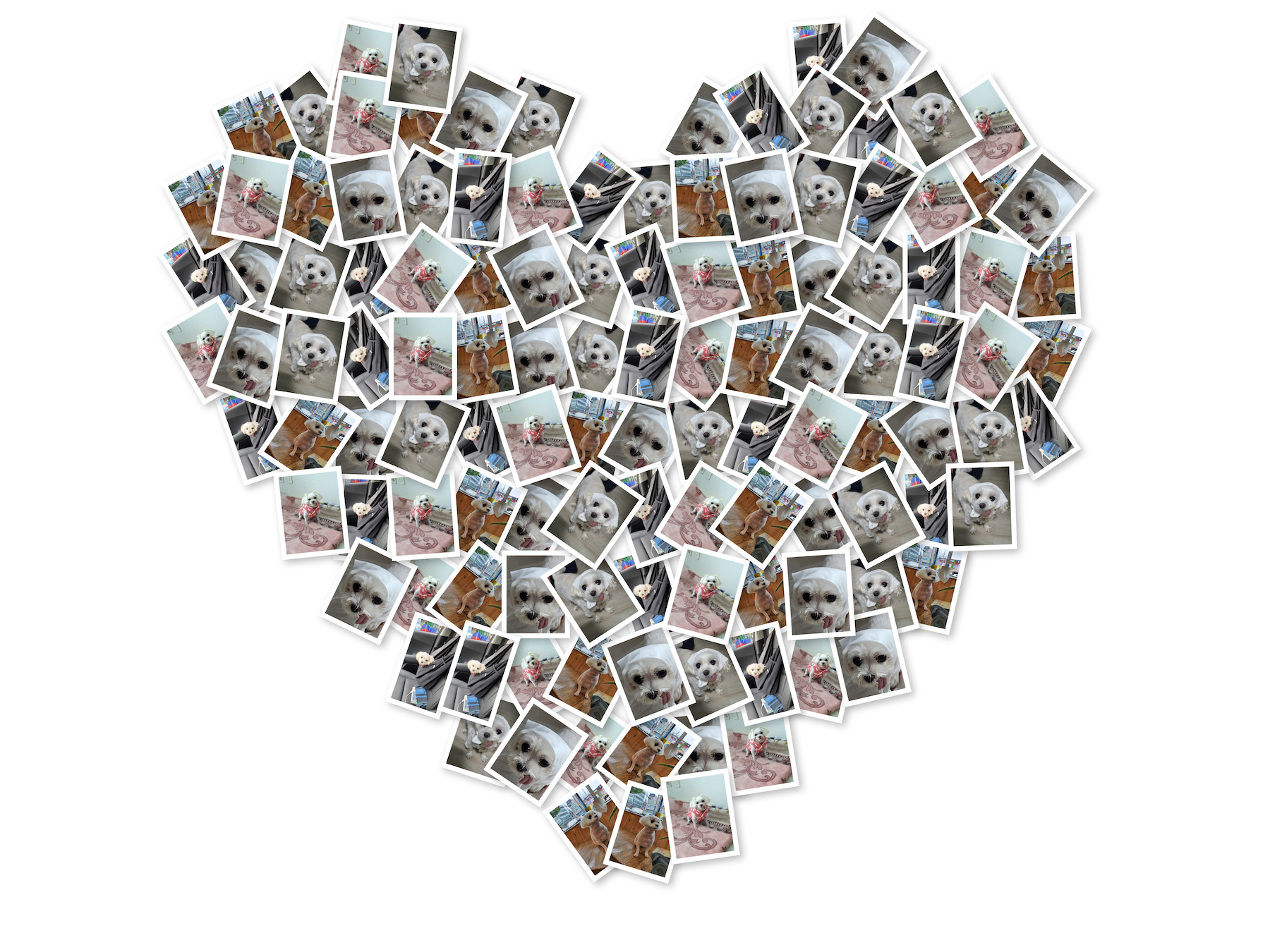 해랑(하루)이 입양 1년차, 몽글(랩몬)이 입양 3년차 이야기...