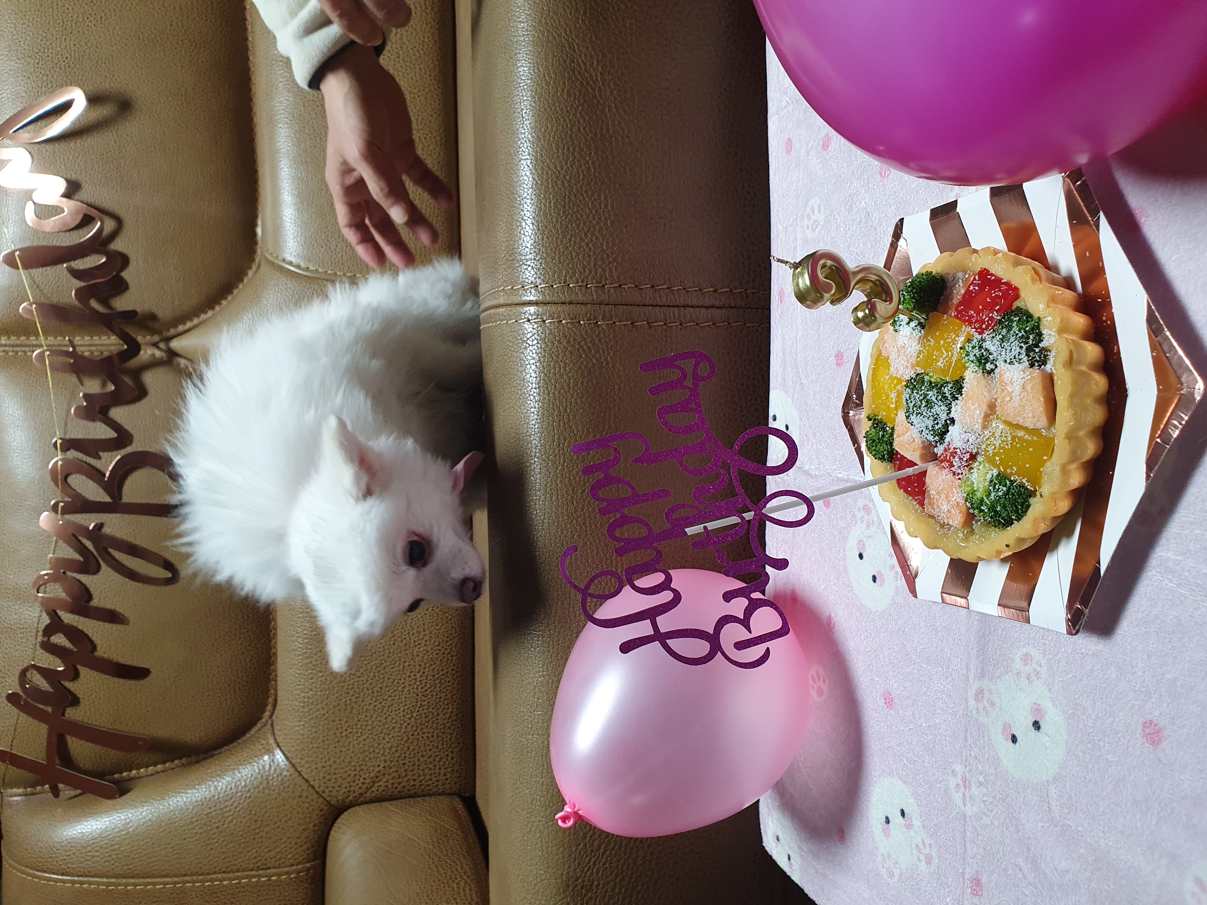 봄이(곤지암 눈송이) 1주년💜💜