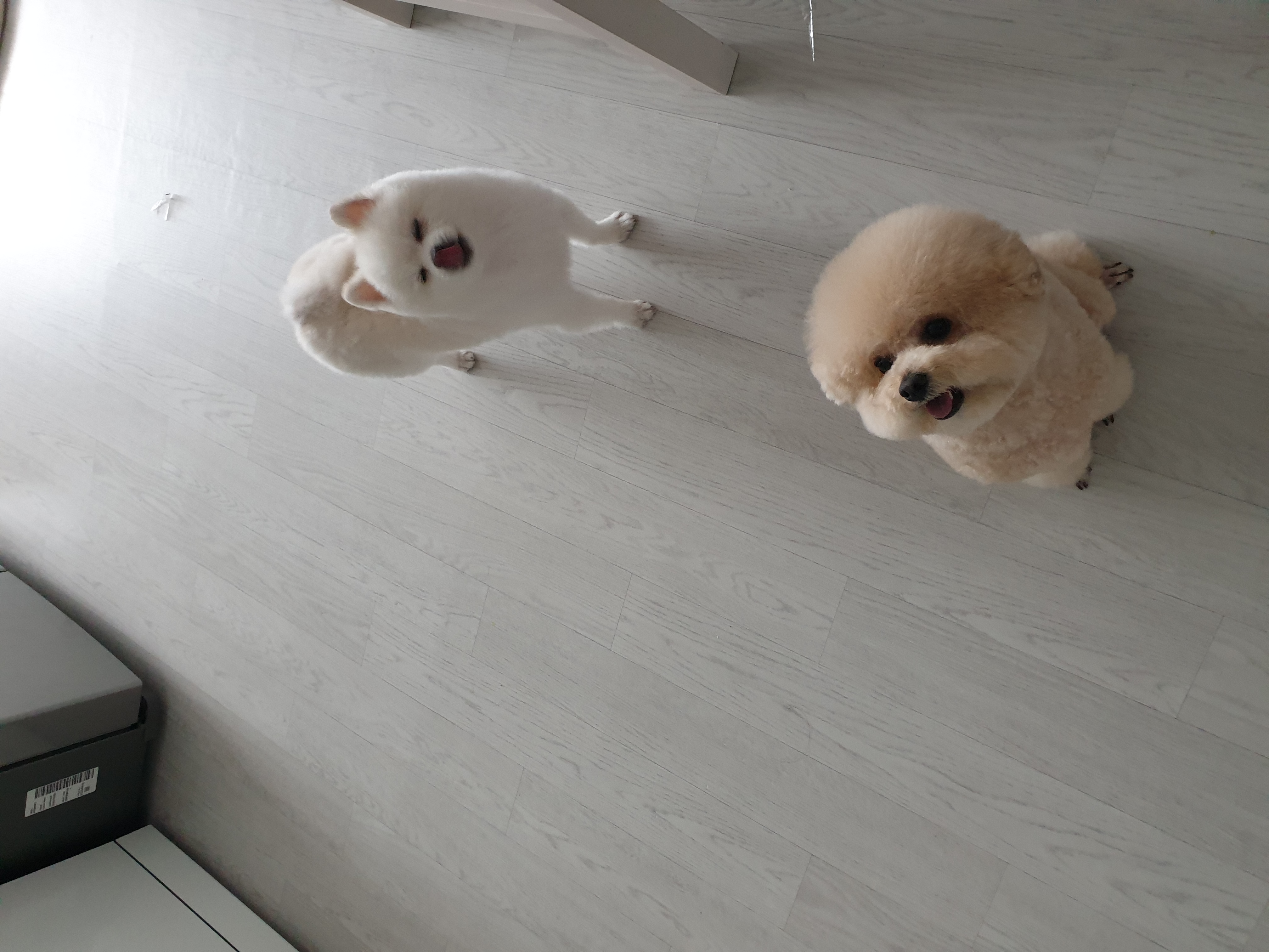 아라(만두)와 한달