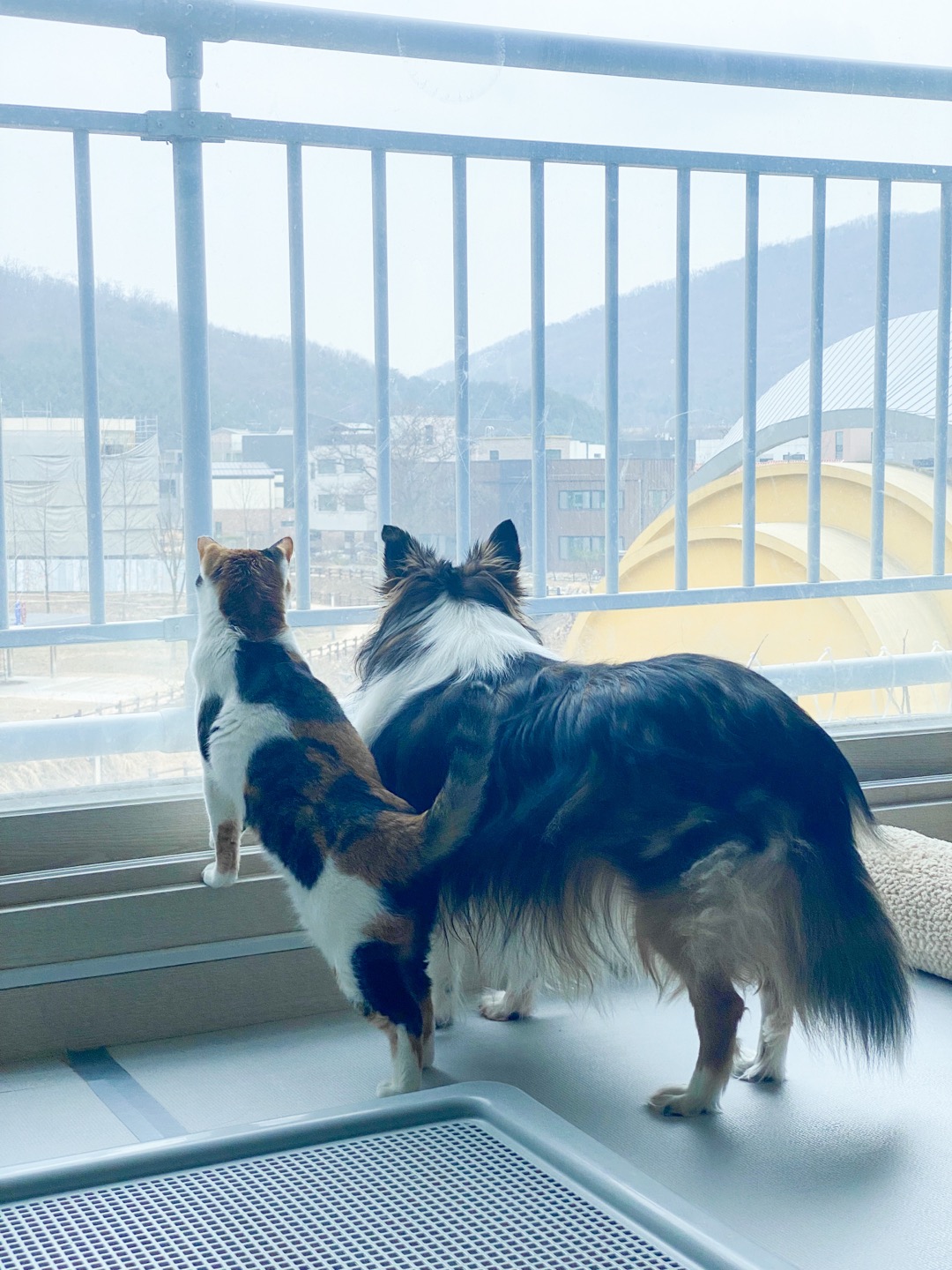 보미(곤지암 샐리) 1년~ 잘 지내고 있어요 ^^