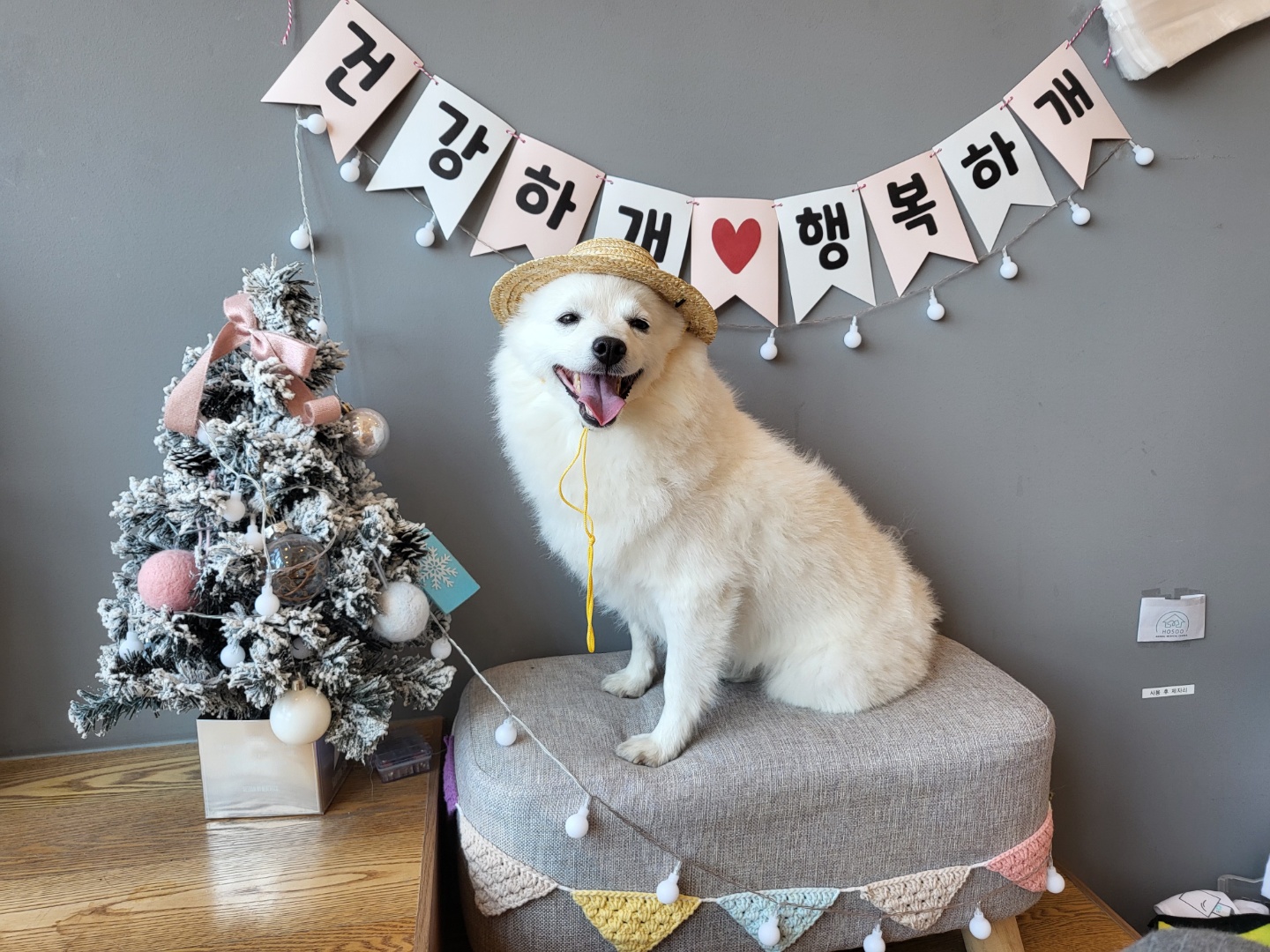 건강하개..행복하개..