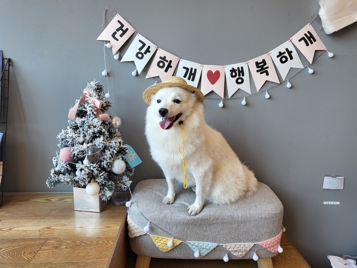 건강하개..행복하개..