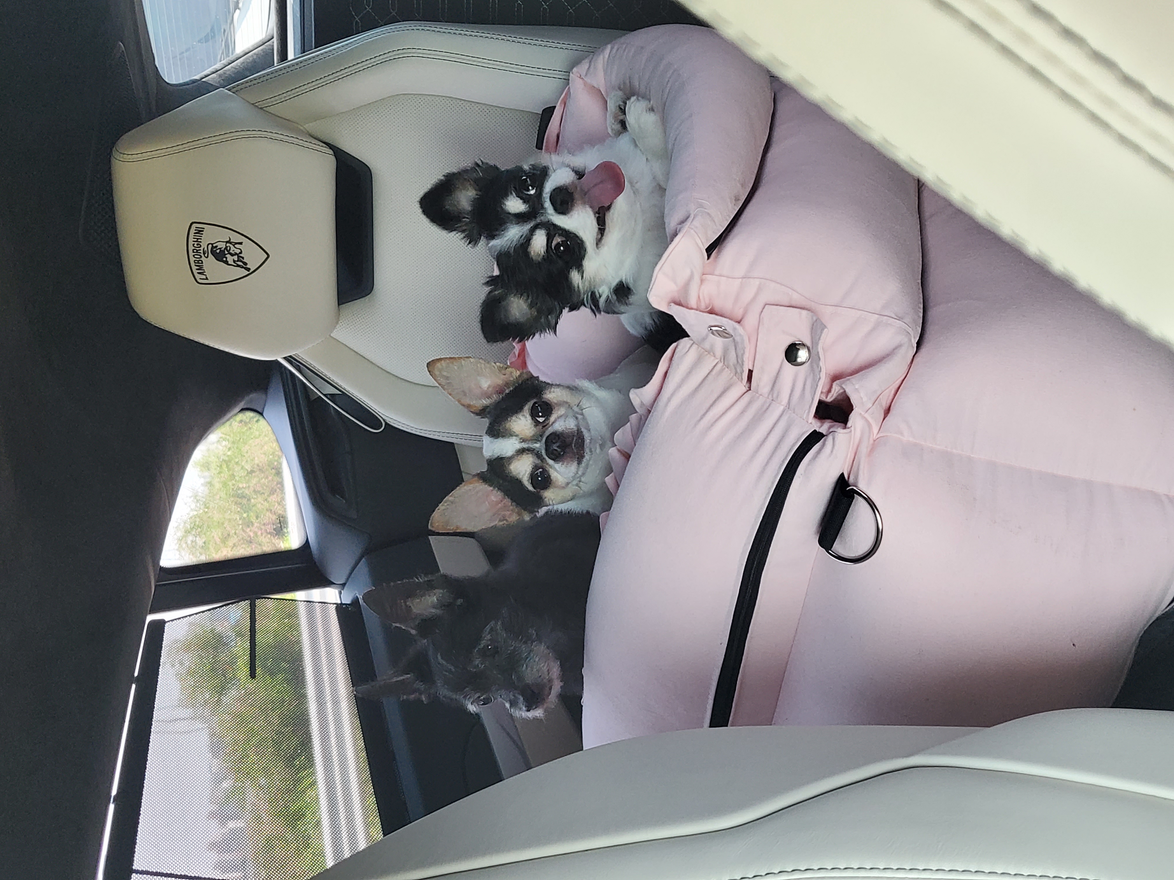 사랑이 입양후기