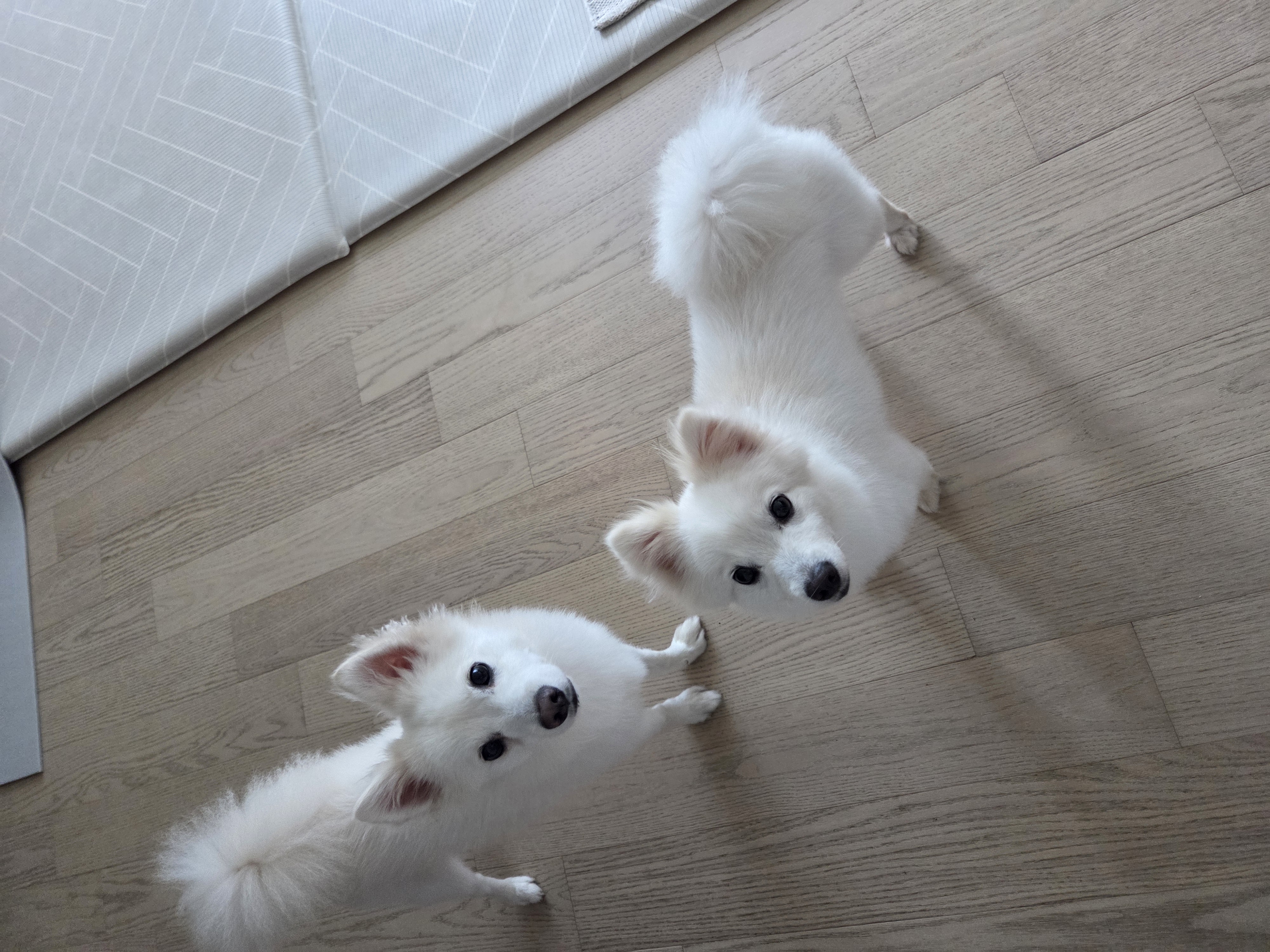 다람이 + 리유 = 행복♡