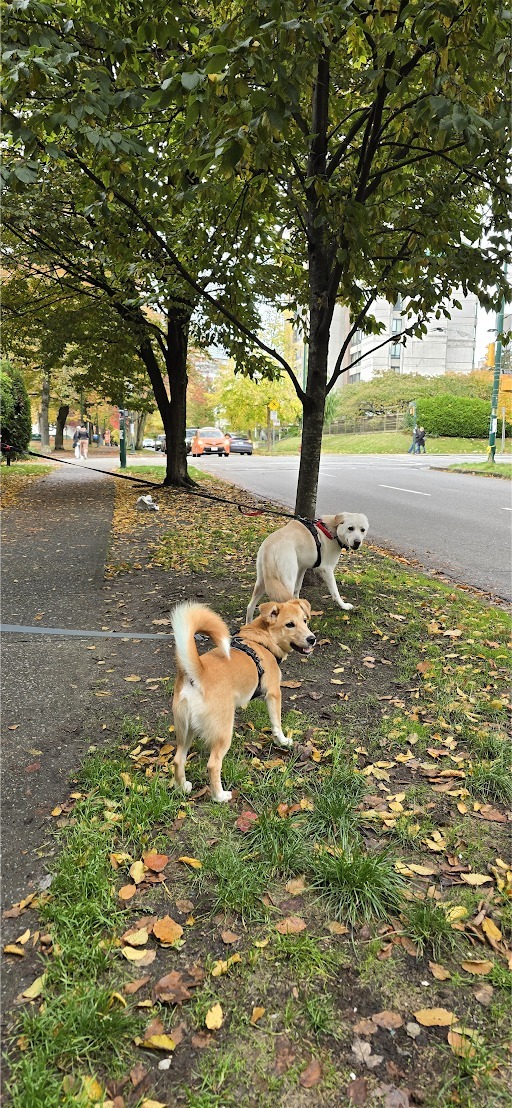 [해외입양] 캐나다 밴쿠버에서 전해온 '모동이' 소식💌