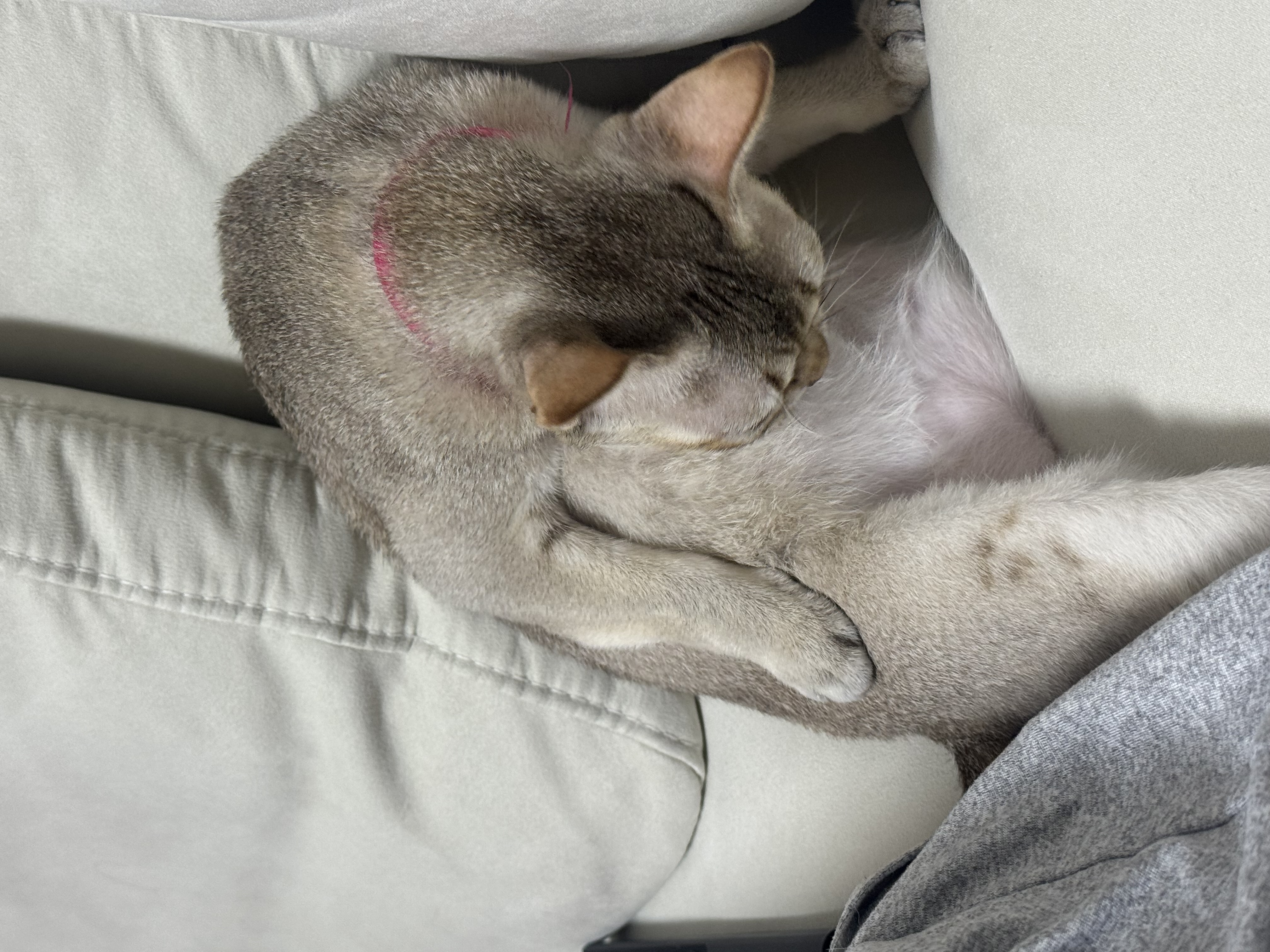 집냥이 한달 차 보리(울산 구조묘 순이)