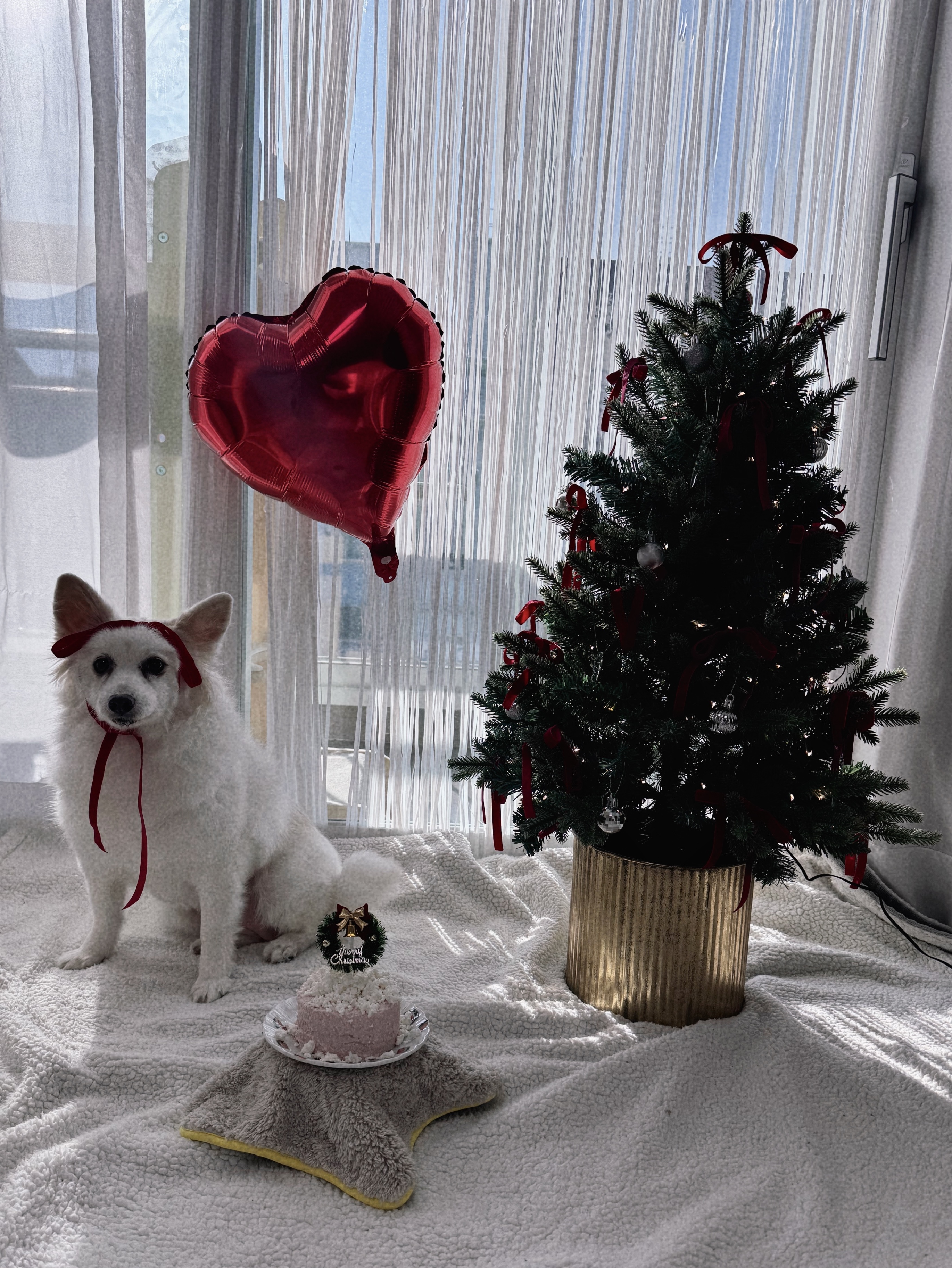 앵두와 함께하는 크리스마스🎄🍒