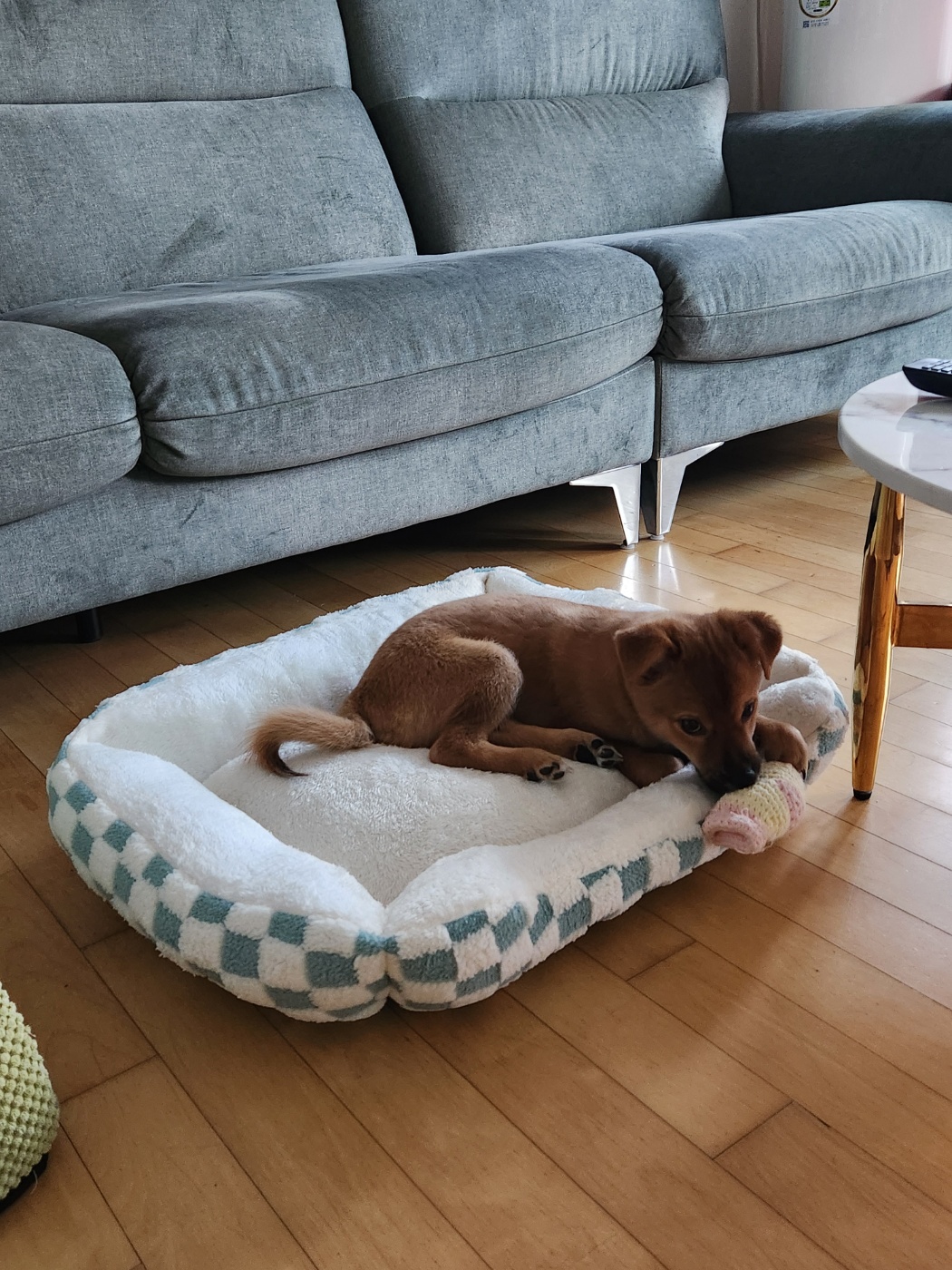 여명이 (구 더더)) 입양 한달차 후기