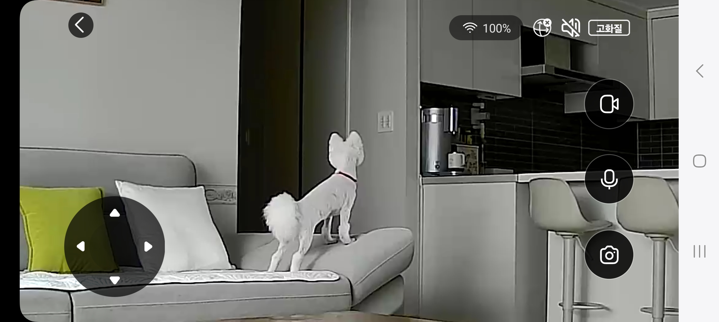 껌딱지 해피(뽀해)