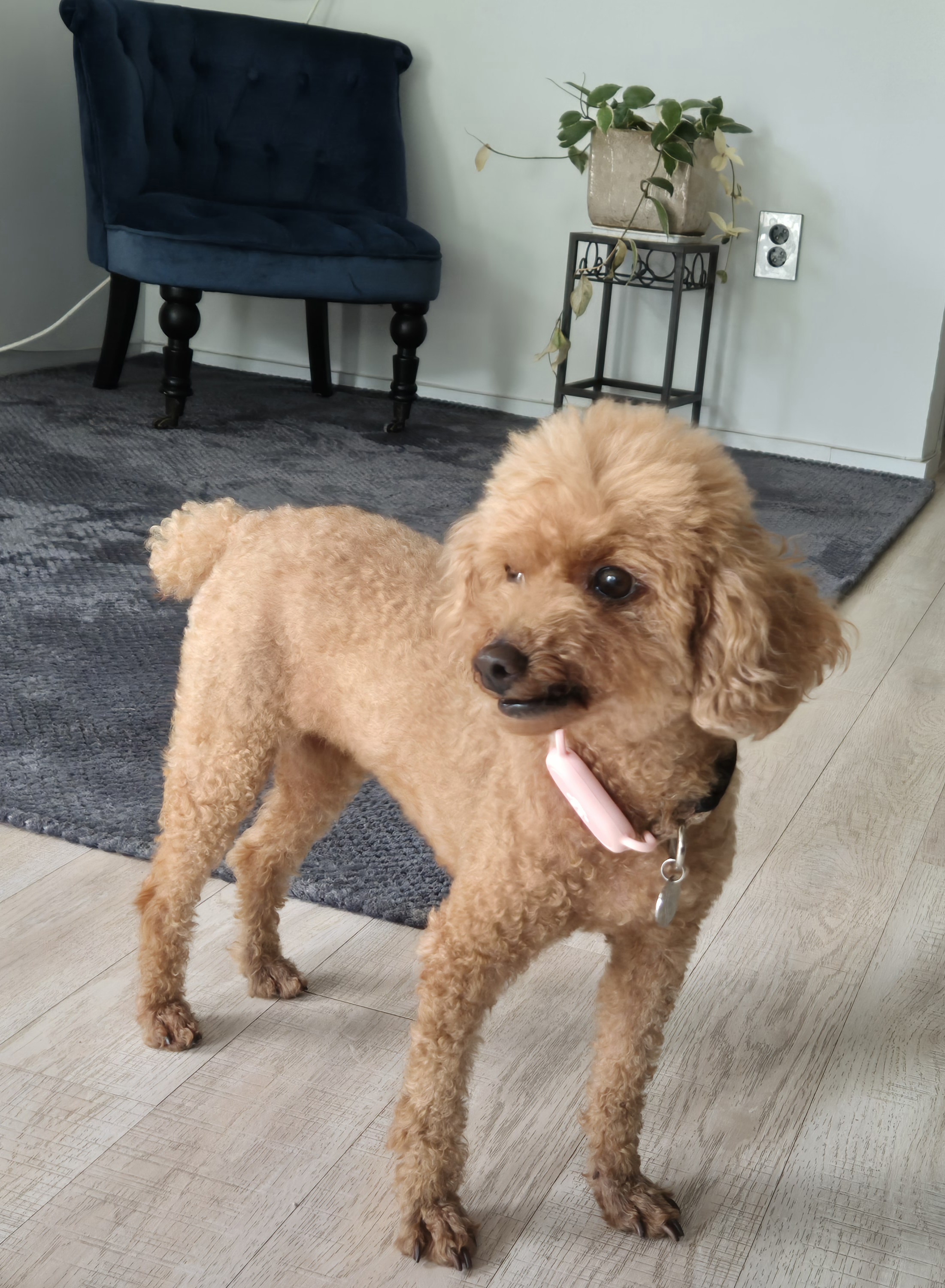 해랑이와 일주일