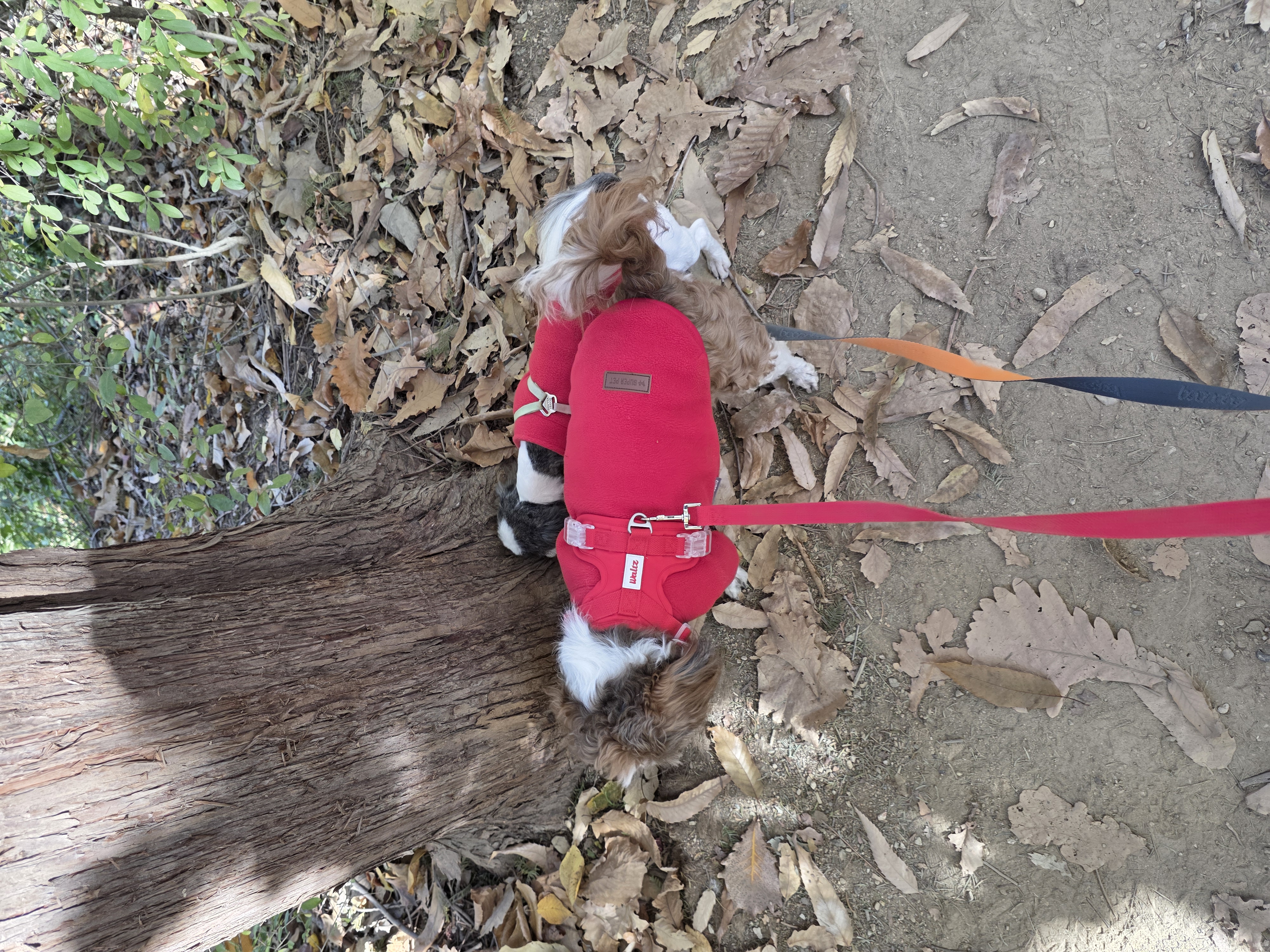 그래(입양 전 달바)의 한 달