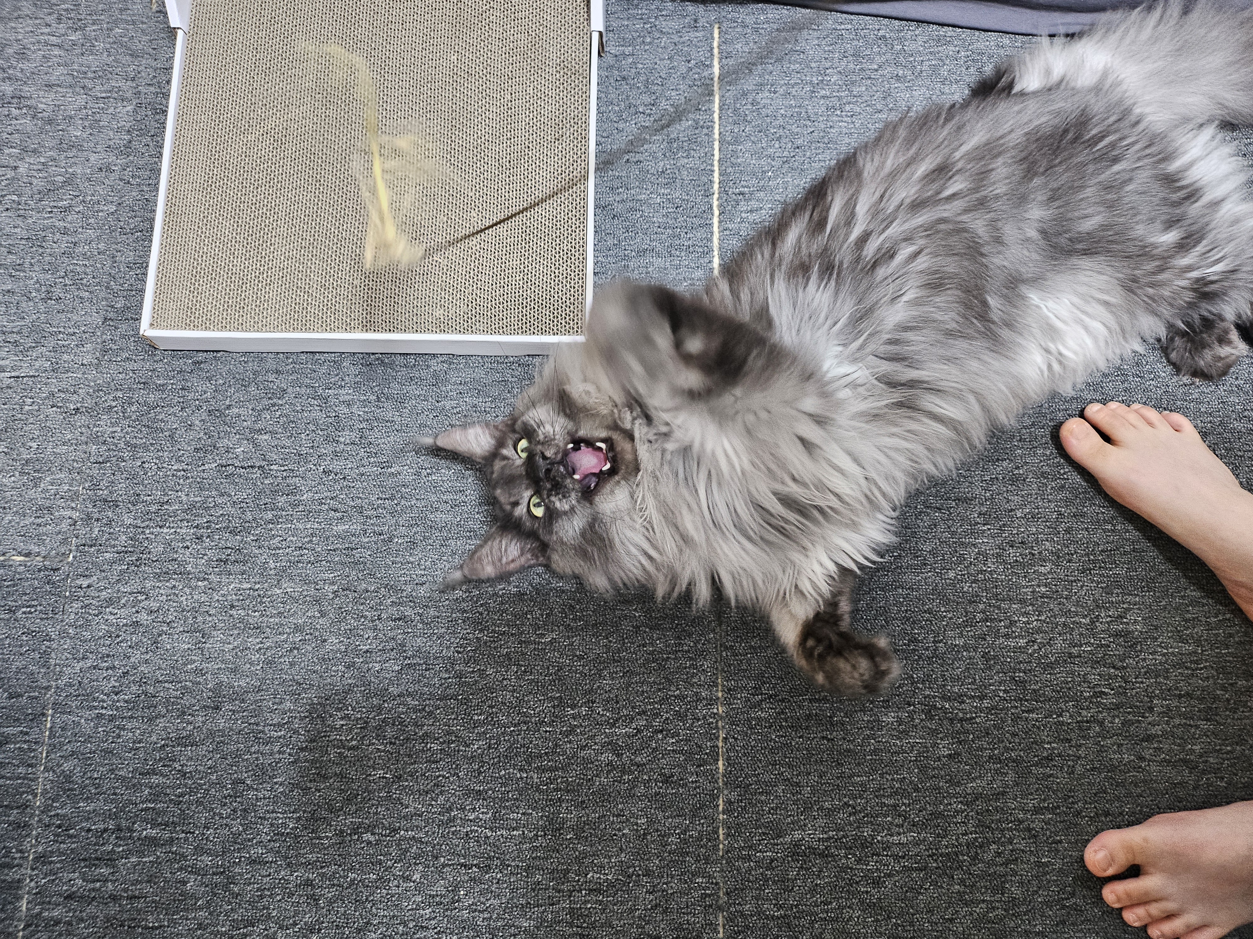 꾼이 입양 한달차