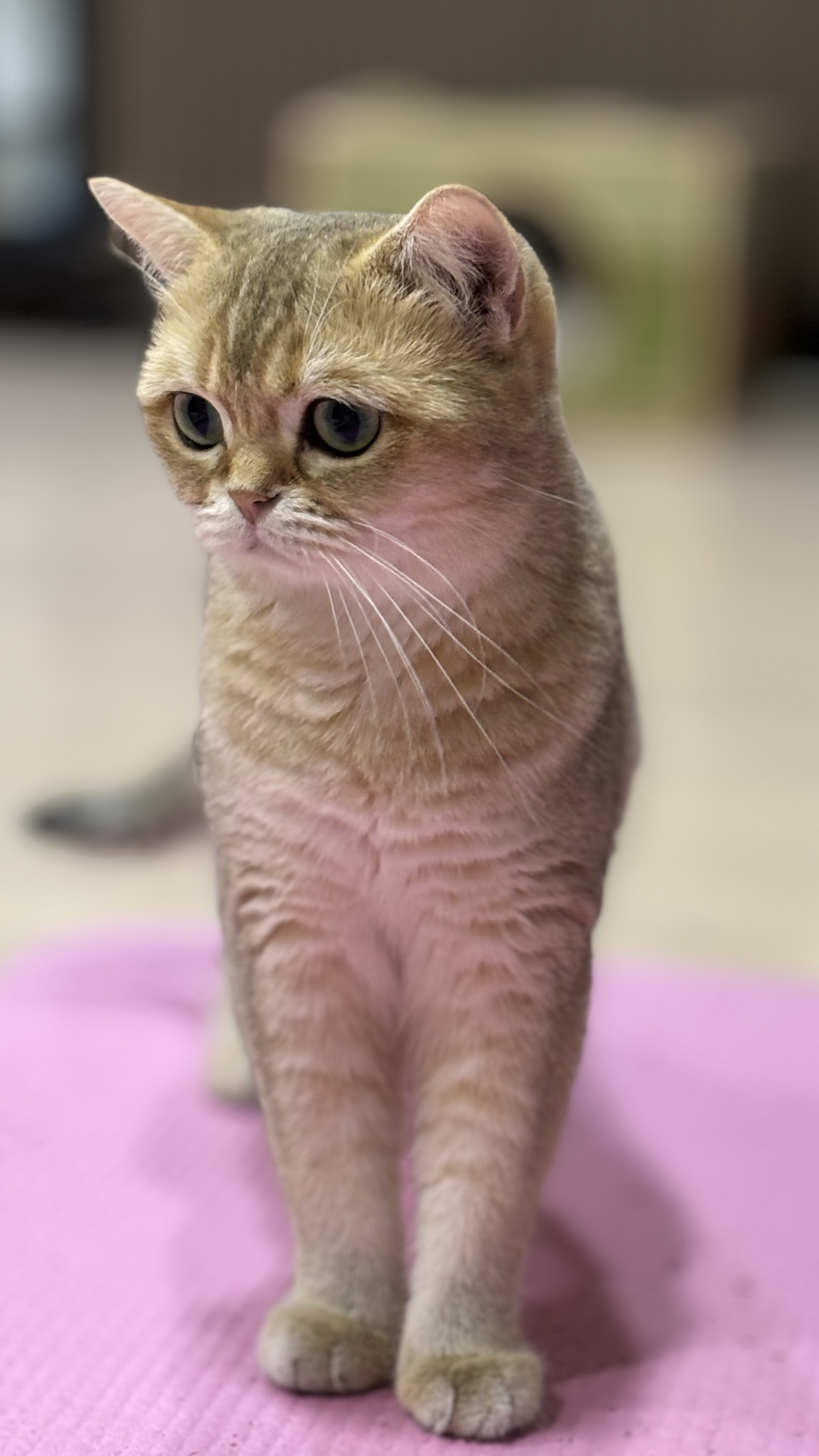 따랑스런 쩨리와의 동거 한달차~~~~