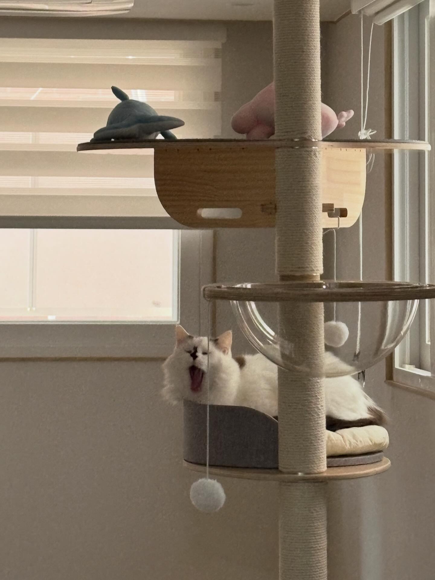 달이(썸씽이)와 2주년