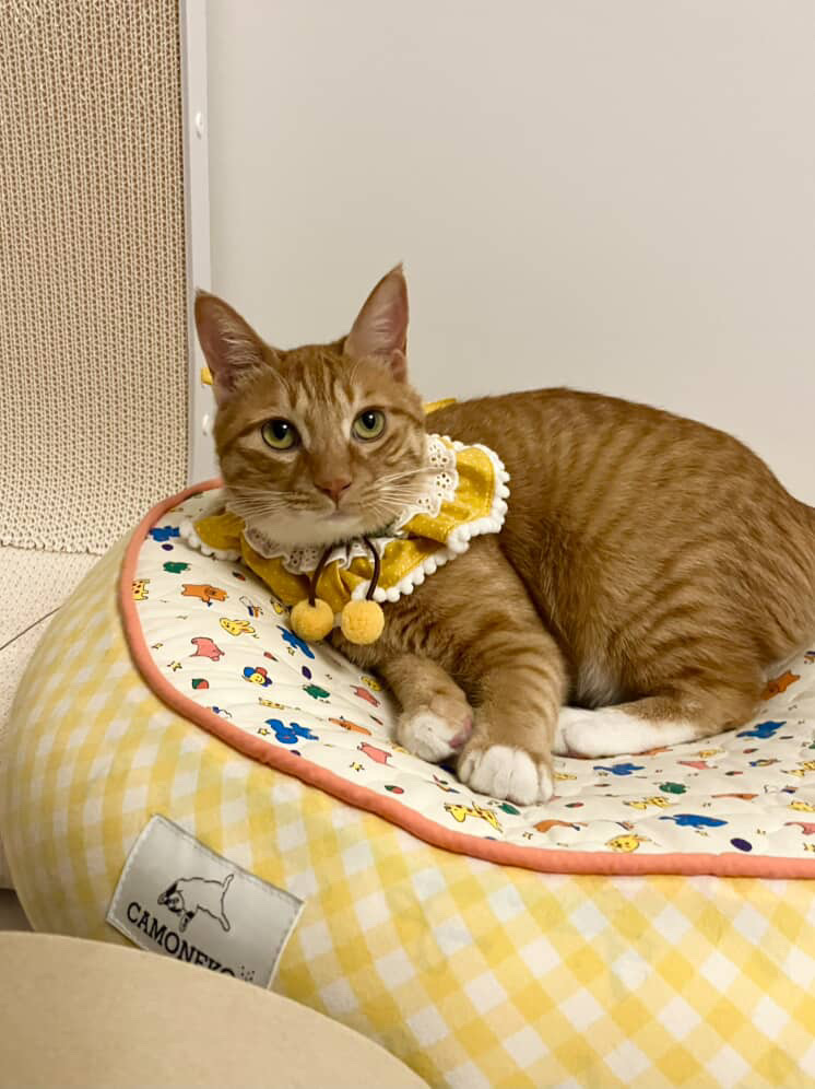 금비(다해) 입양 3개월 넘은 후기