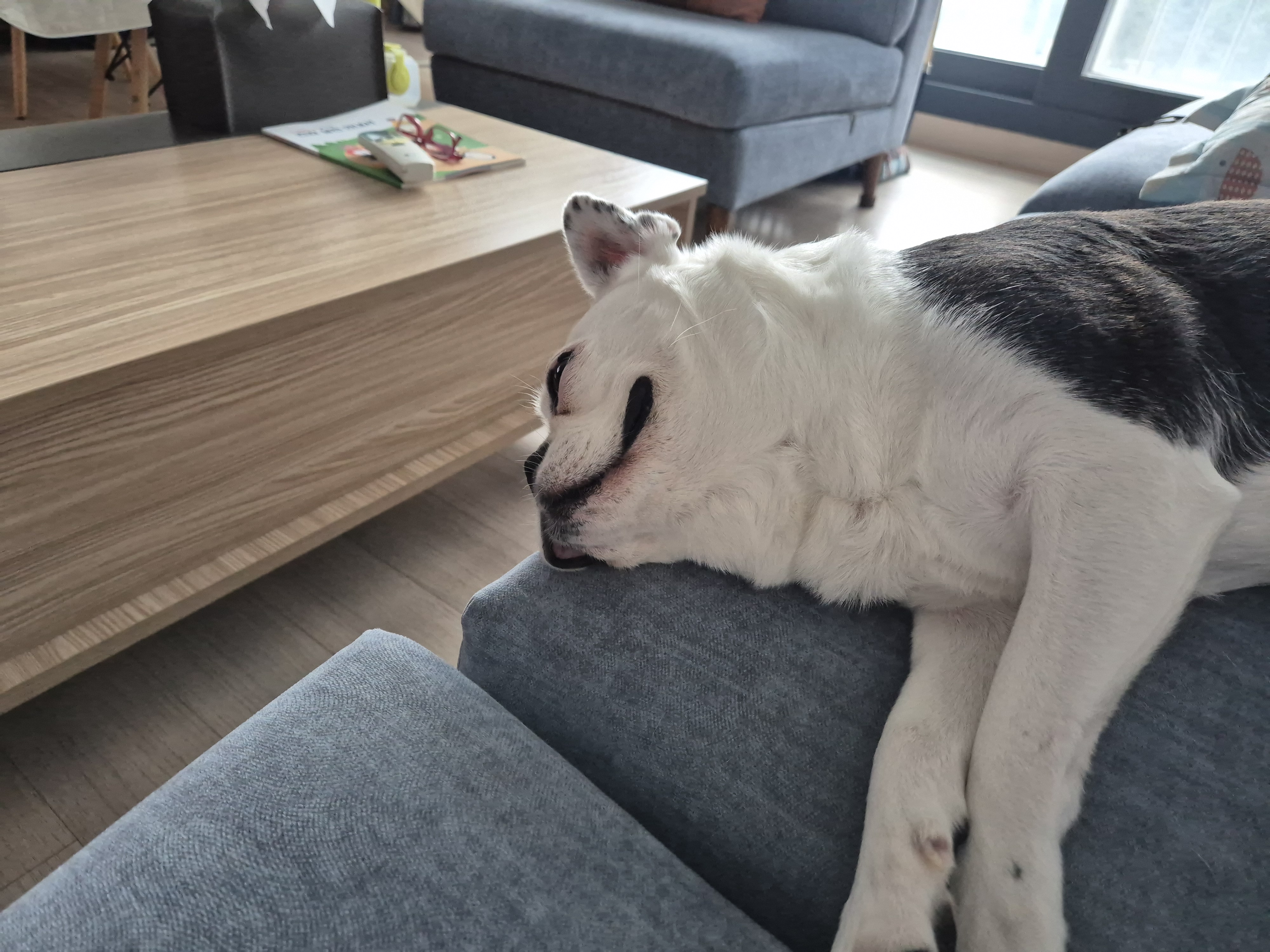 애둥이 근황