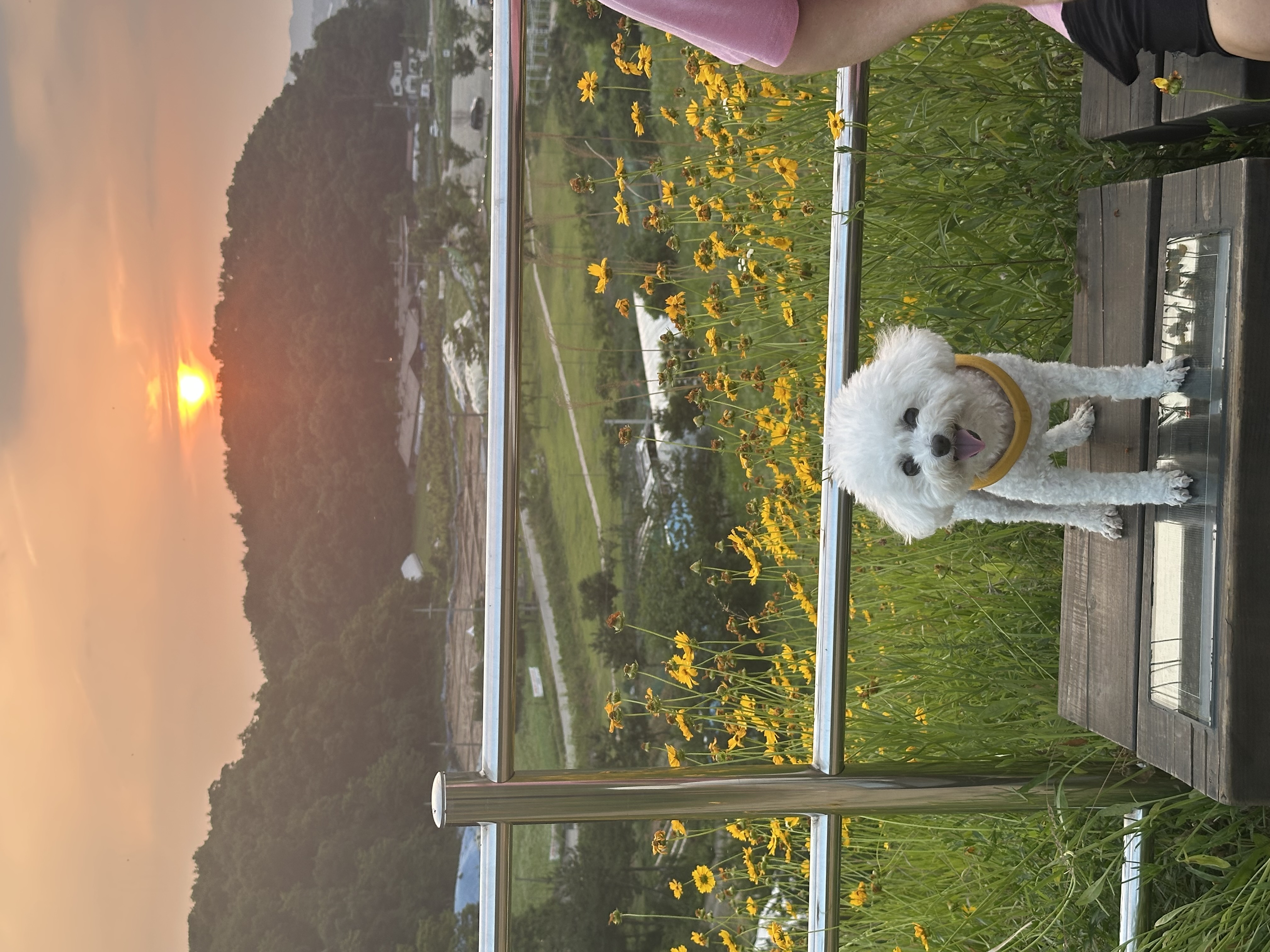 콩설이(조이) 근황입니다~