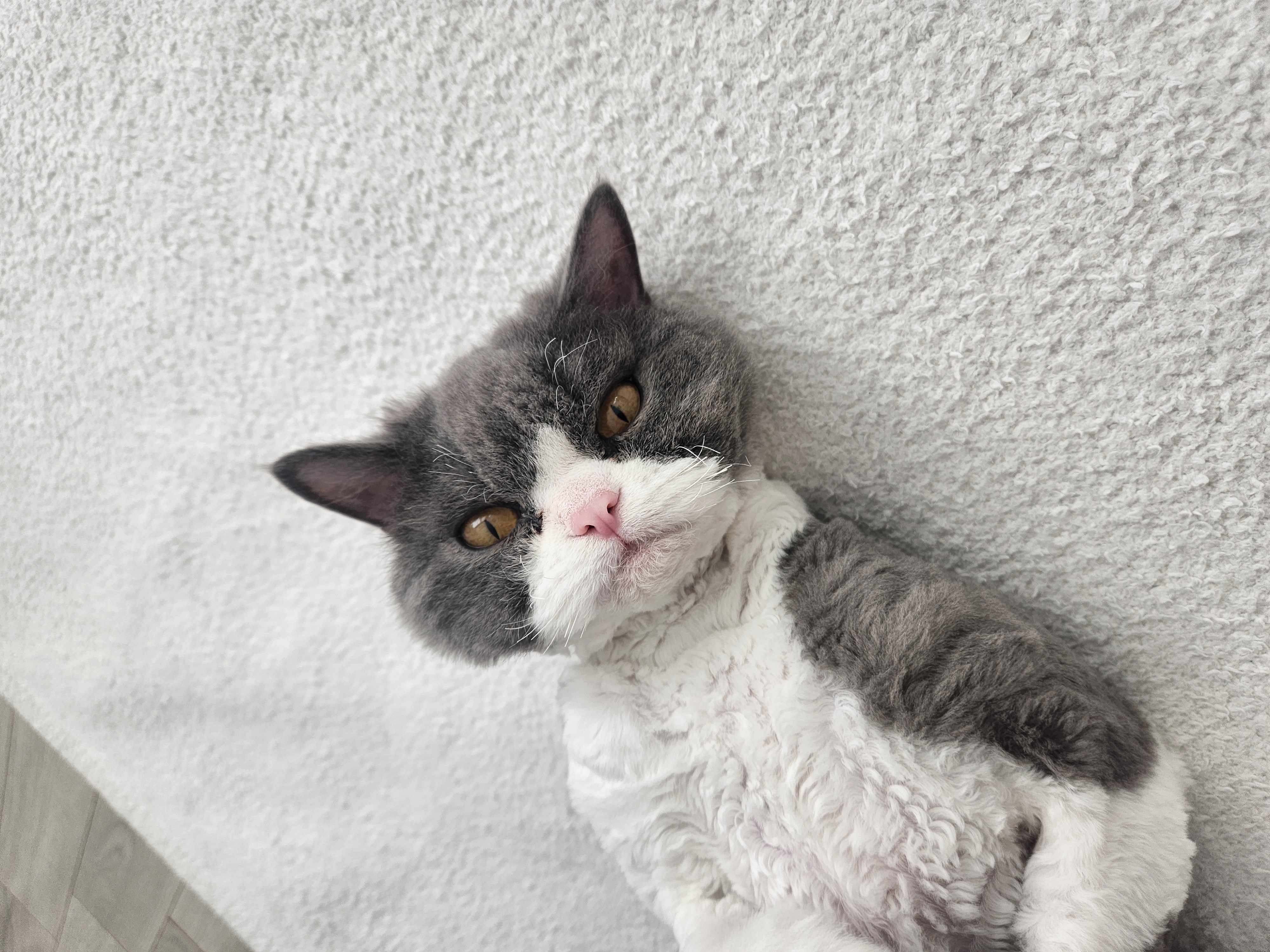 짜리가 루피가되어...