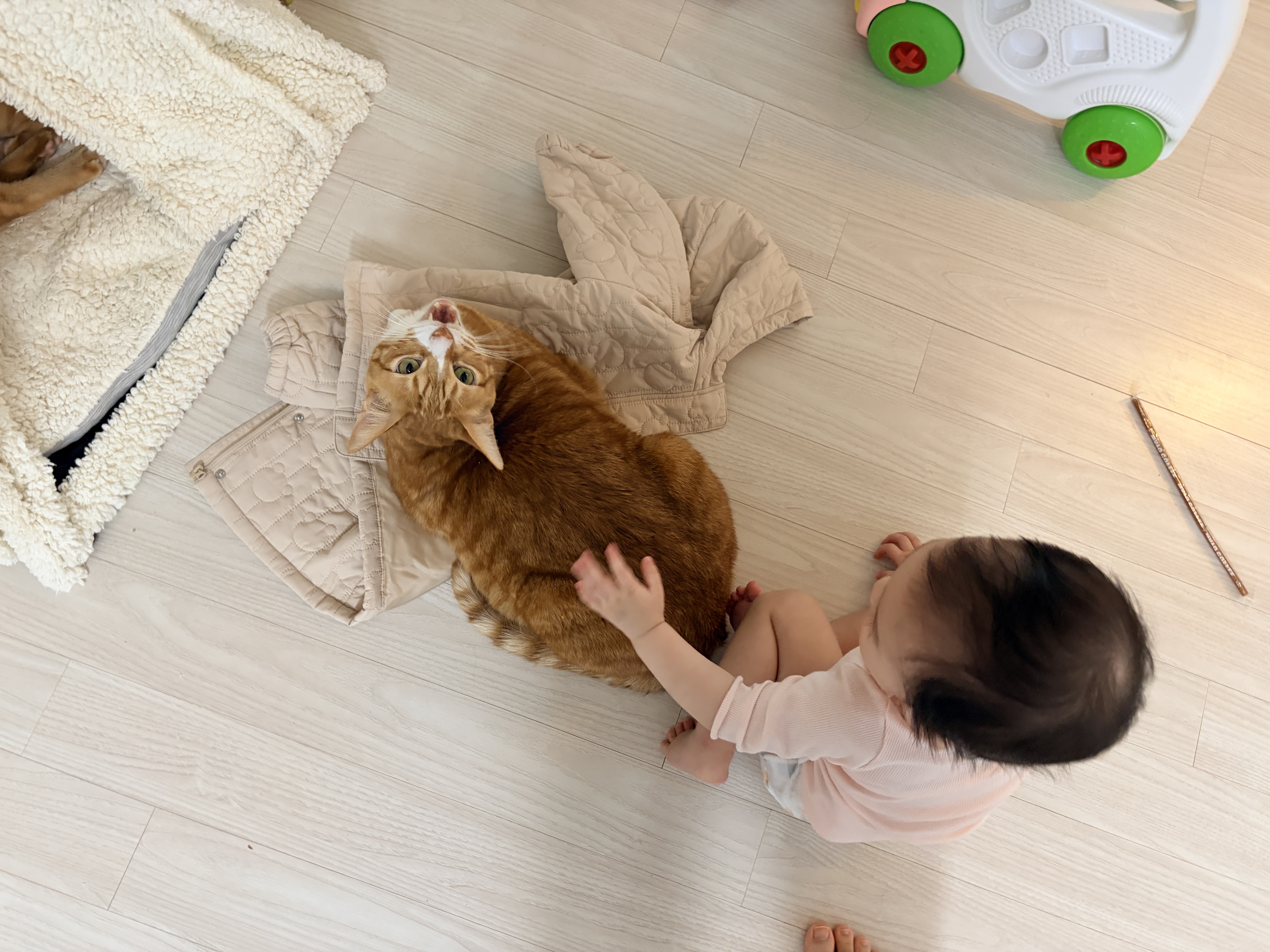 리치 5년 입양 후기