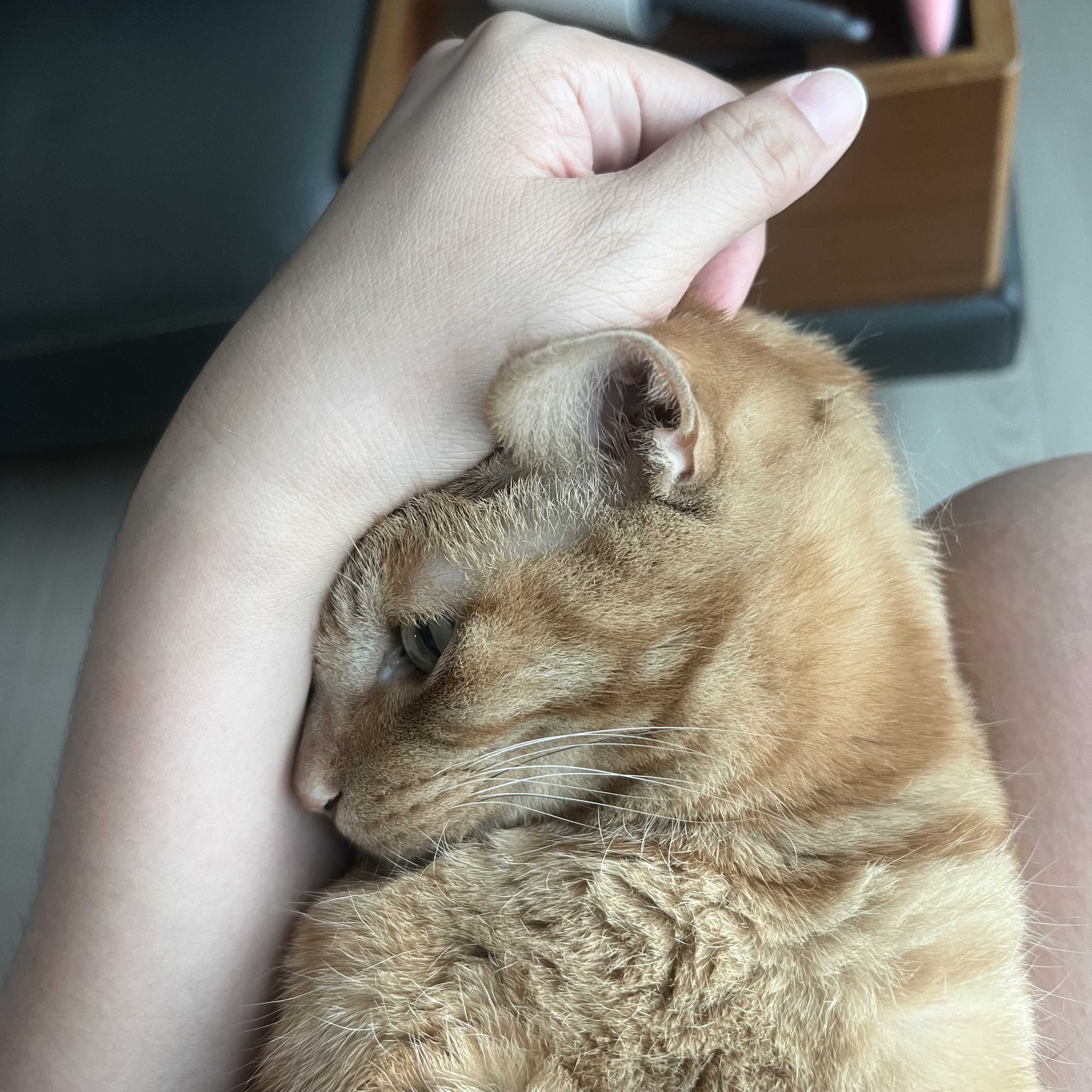 용식이 잘 지내고 있어요.